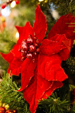 Baixar papel de parede para celular de Natal, Flor, Feriados gratuito.