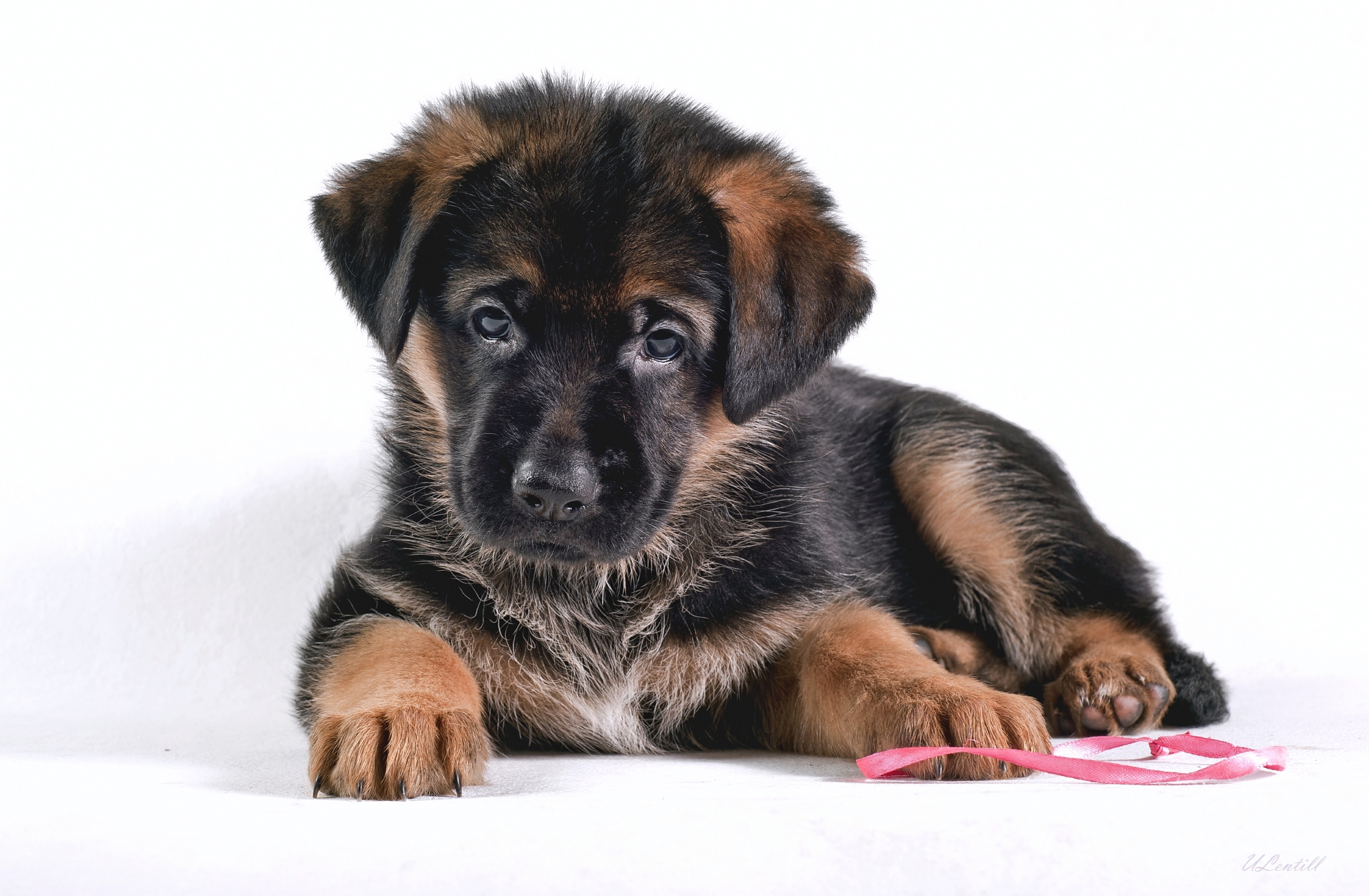 Laden Sie das Tiere, Hunde, Hund, Welpen, Schäferhund, Tierbaby-Bild kostenlos auf Ihren PC-Desktop herunter