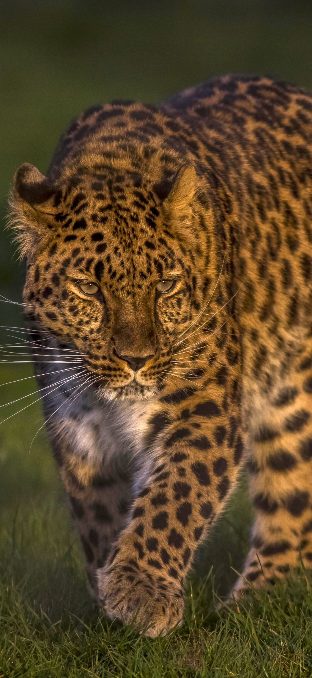 Descarga gratuita de fondo de pantalla para móvil de Animales, Gatos, Leopardo.