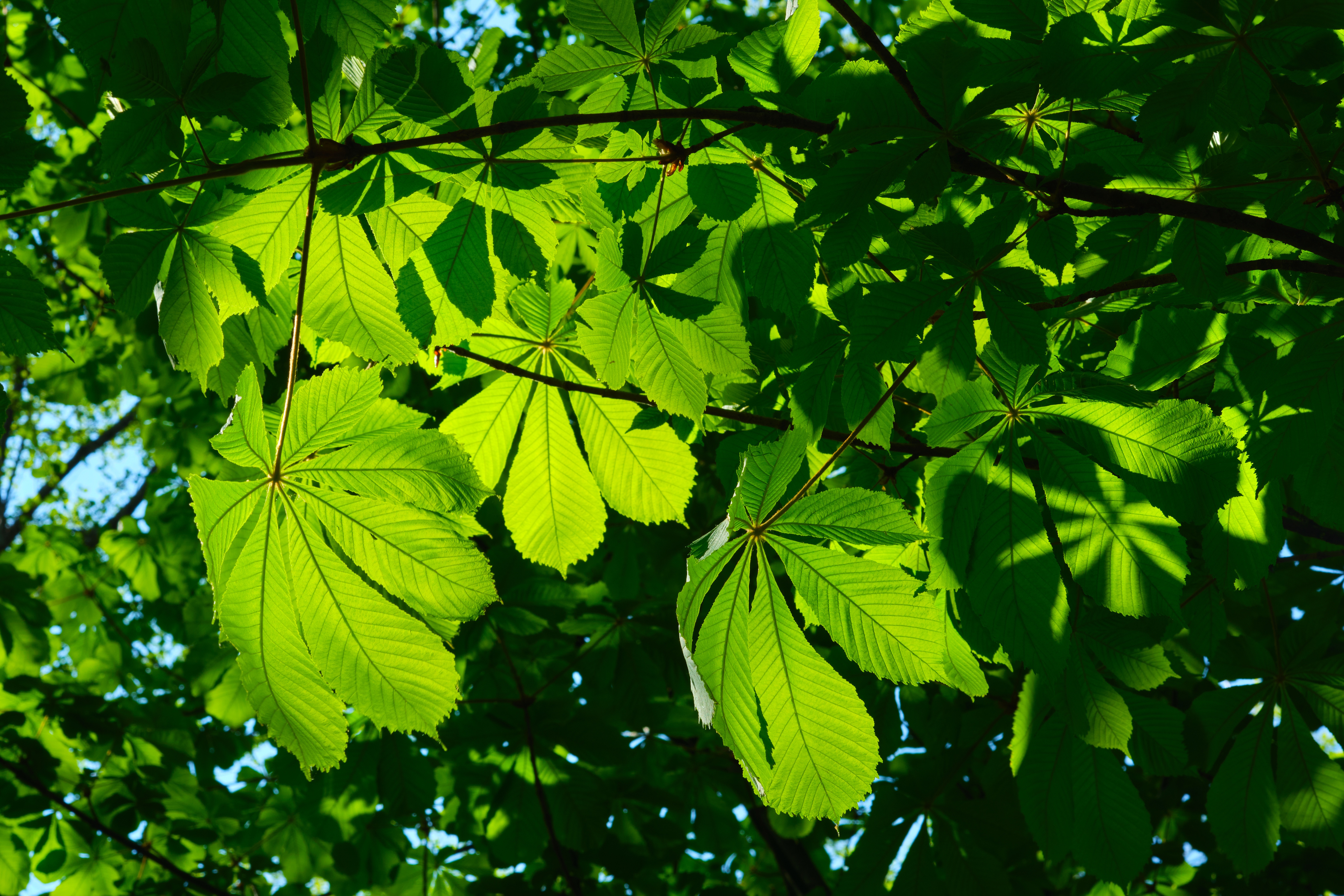 Download mobile wallpaper Leaf, Earth for free.