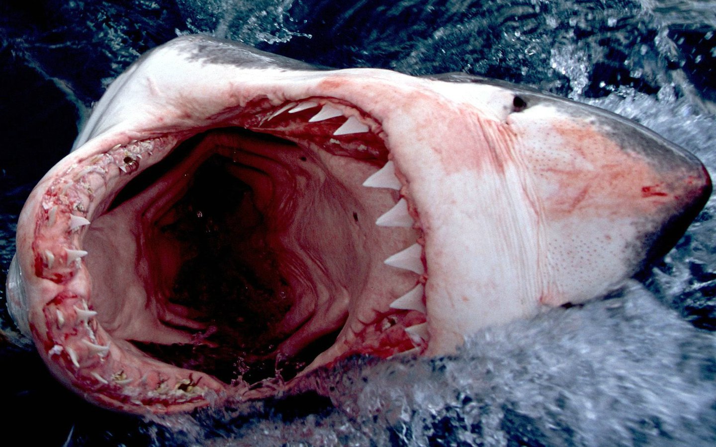 Die besten Großer Weißer Hai-Hintergründe für den Telefonbildschirm