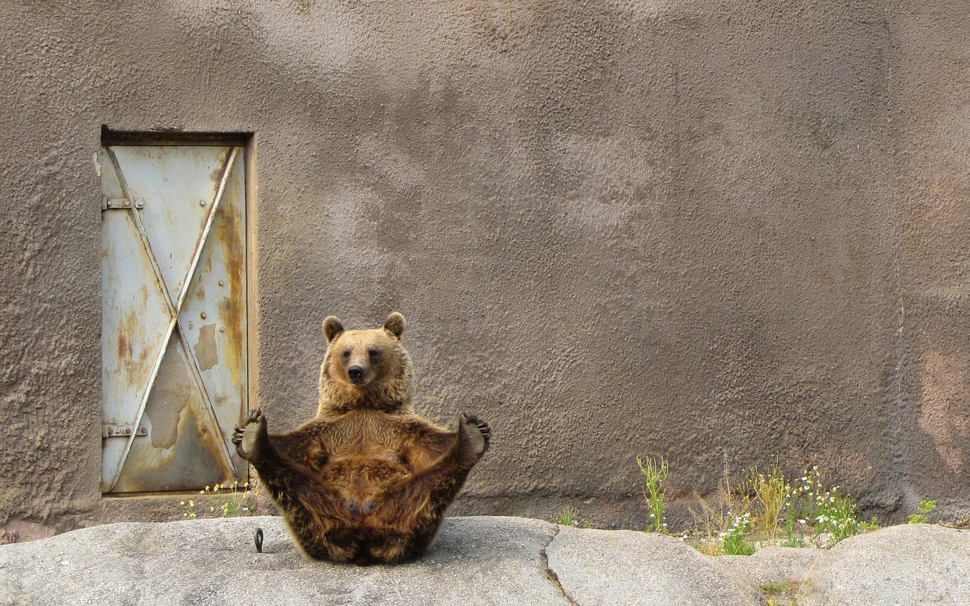 262781 baixar papel de parede animais, urso, ursos - protetores de tela e imagens gratuitamente