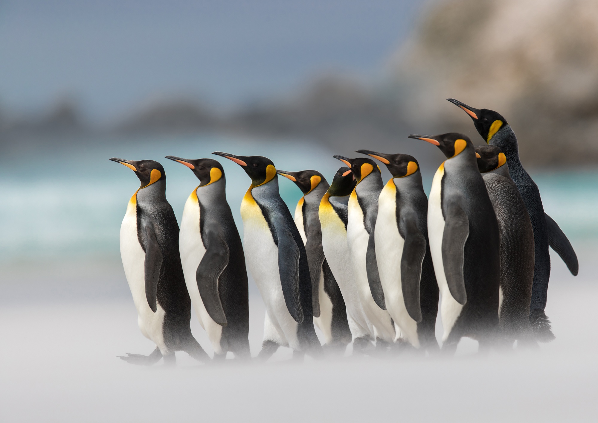 Descarga gratuita de fondo de pantalla para móvil de Animales, Pingüino, Aves, Ave.
