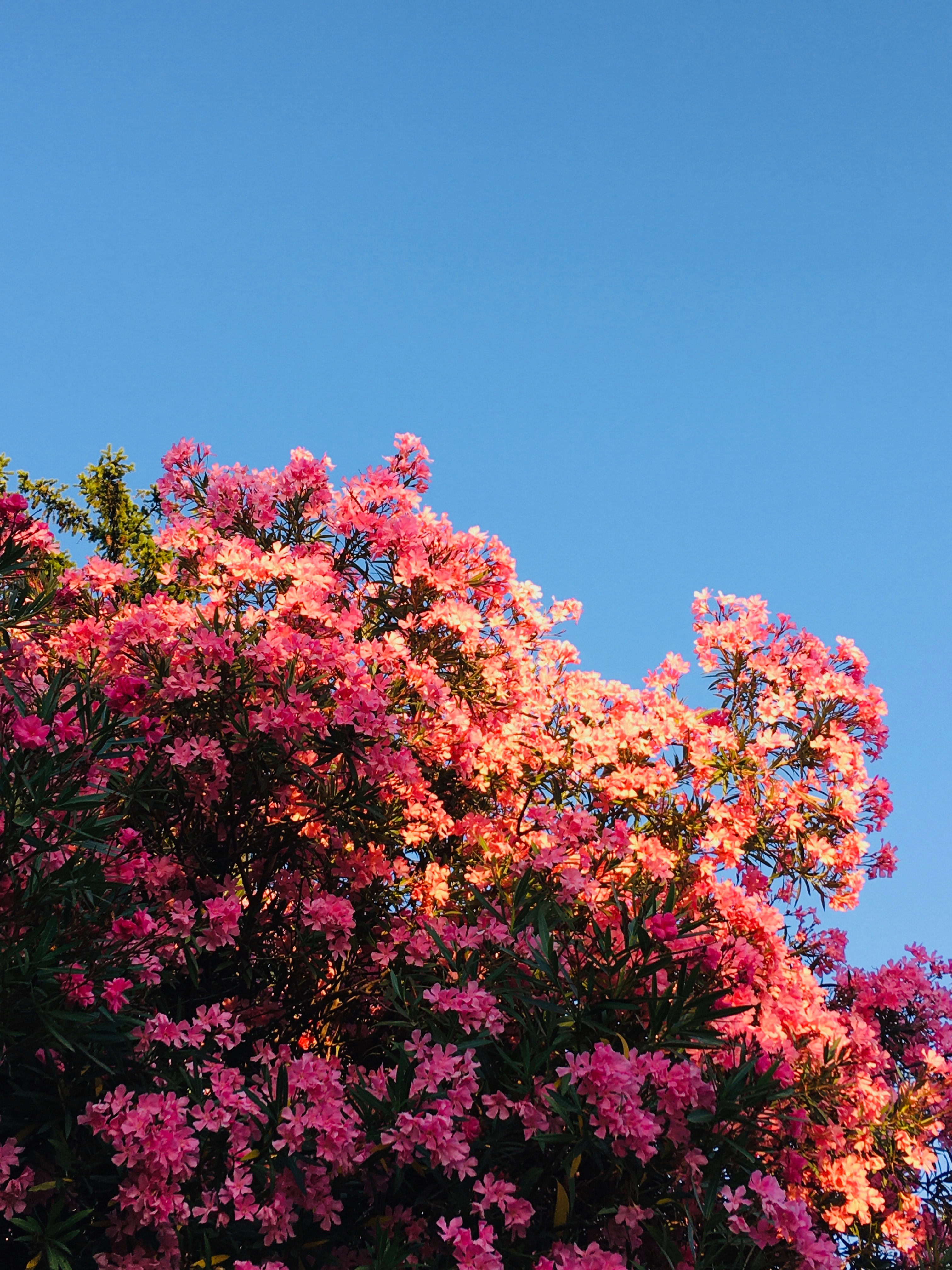 Free download wallpaper Flowers, Pink, Bush, Flowering, Bloom on your PC desktop