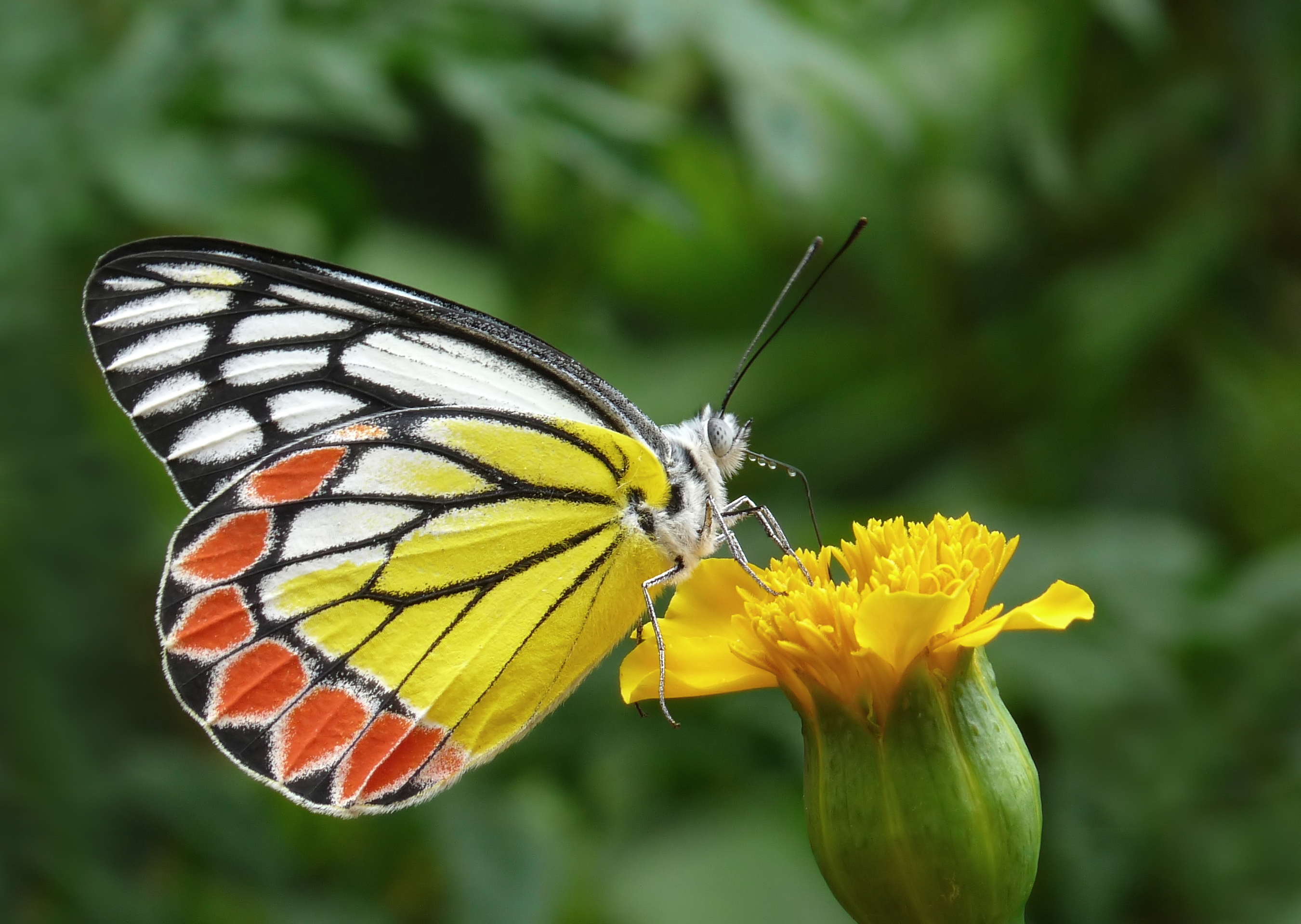 896369 Hintergrundbilder und Gemeine Isebel Bilder auf dem Desktop. Laden Sie  Bildschirmschoner kostenlos auf den PC herunter