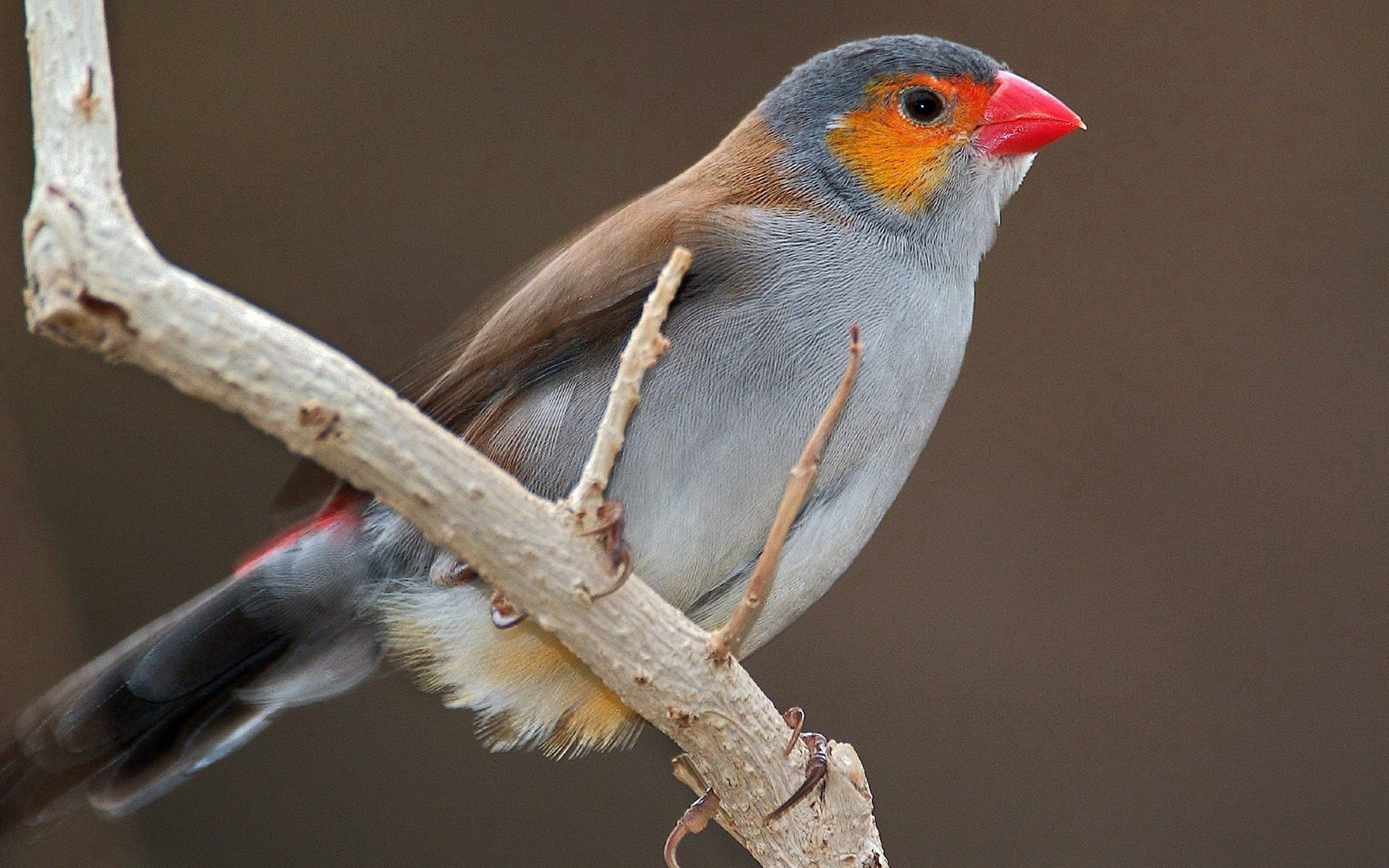 Download mobile wallpaper Animals, Branch, Beak, Bird for free.