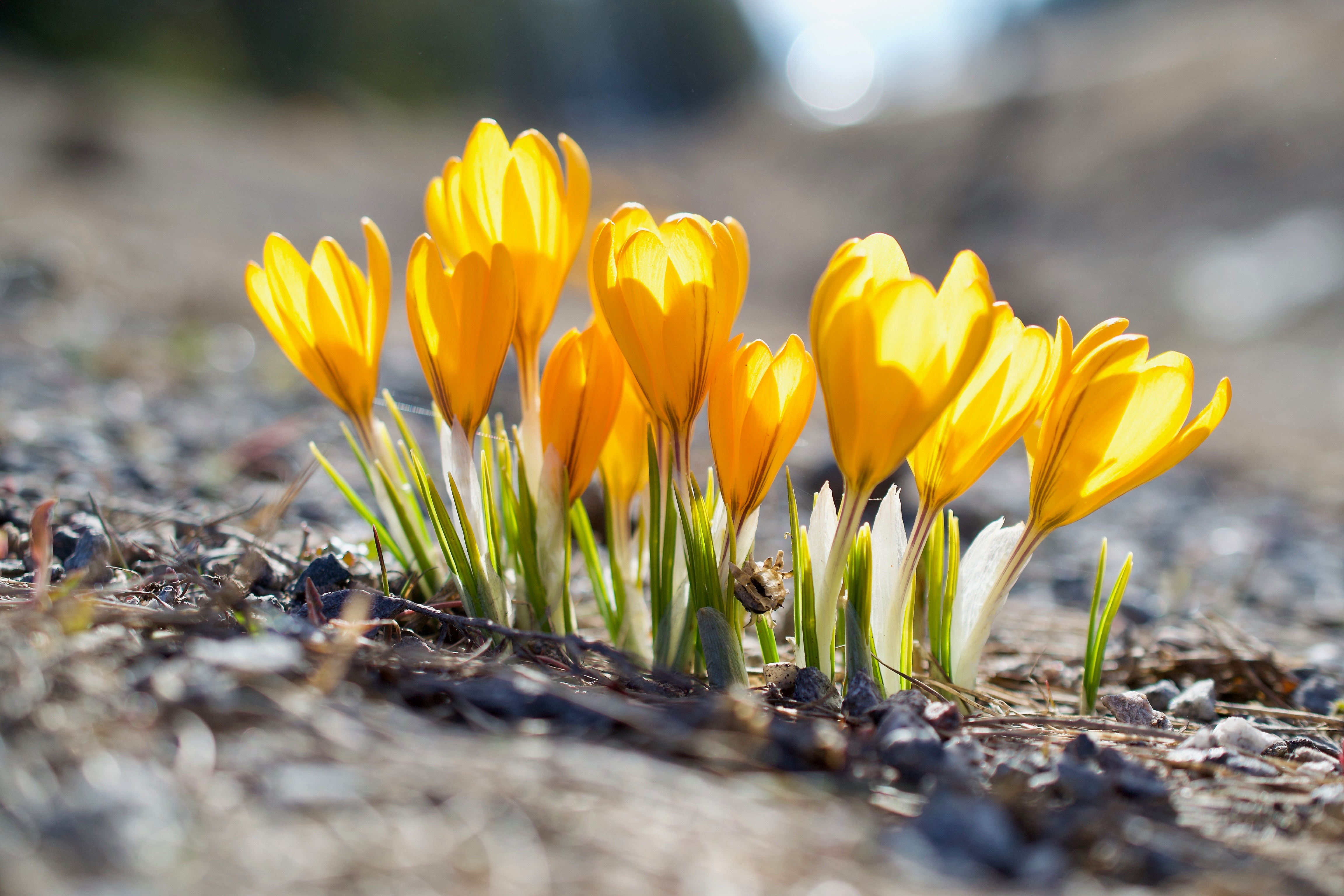 Download mobile wallpaper Nature, Flowers, Flower, Earth, Crocus, Yellow Flower for free.