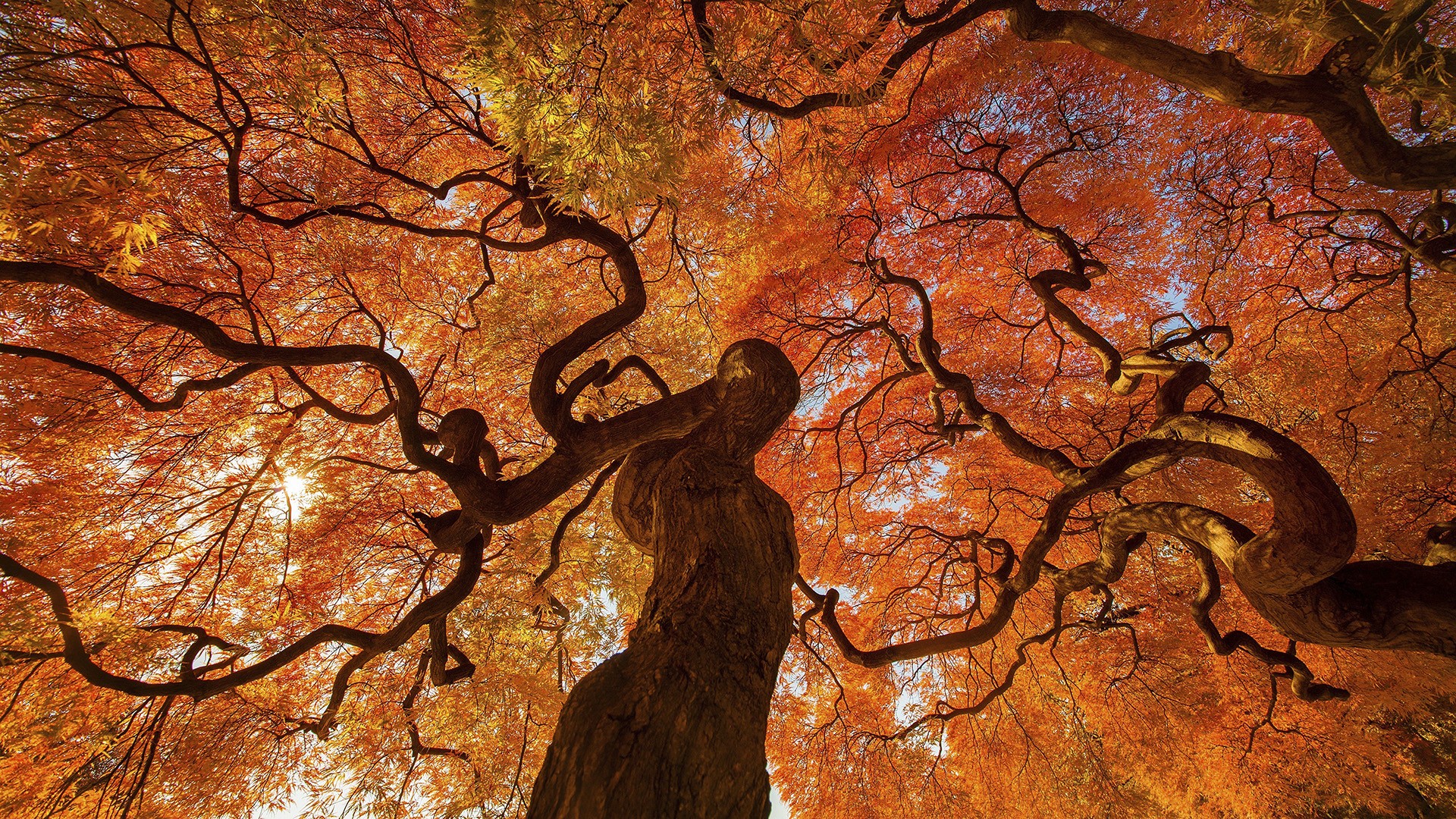 Handy-Wallpaper Baum, Erde/natur kostenlos herunterladen.