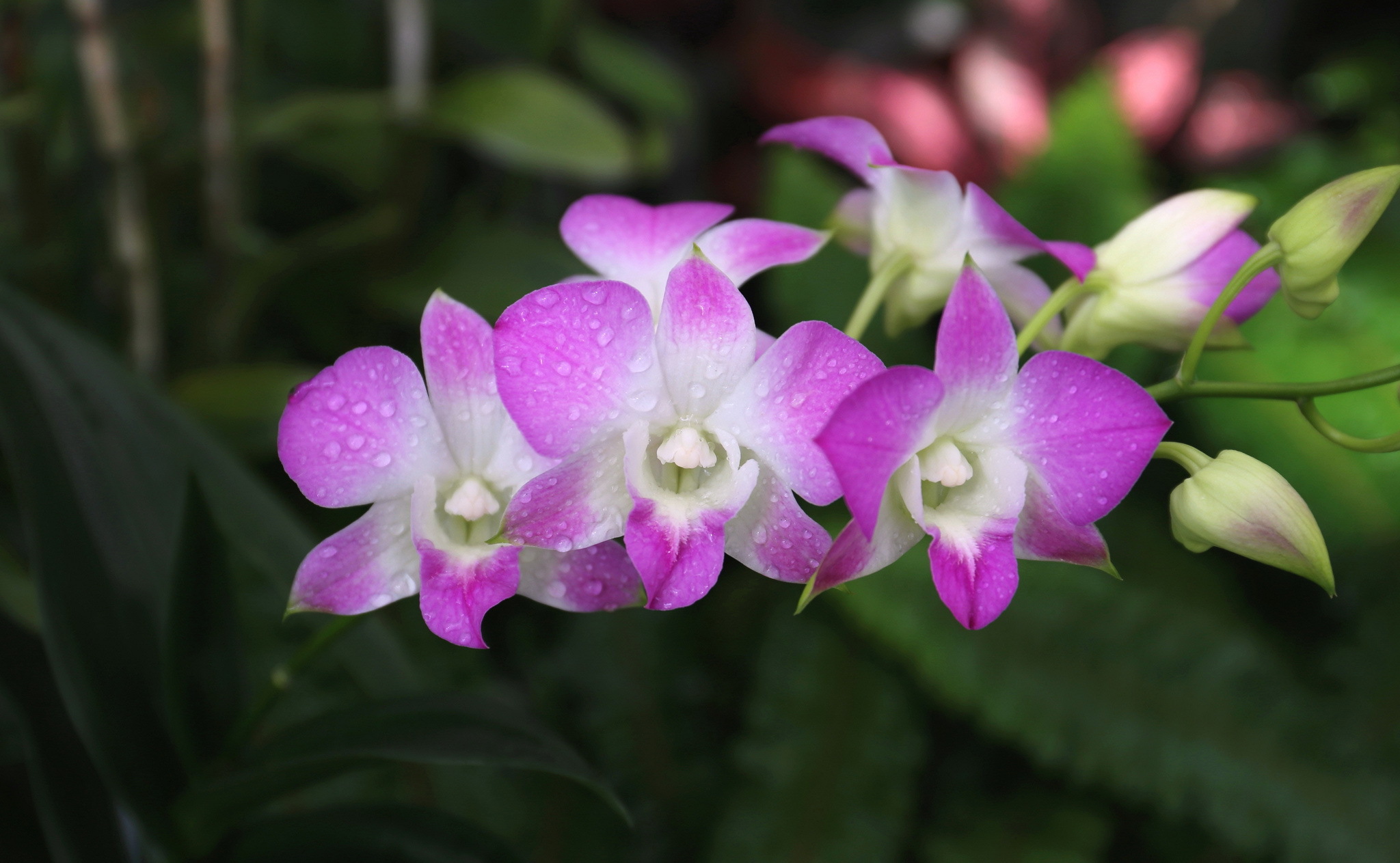 Descarga gratuita de fondo de pantalla para móvil de Flores, Orquídea, Tierra/naturaleza.