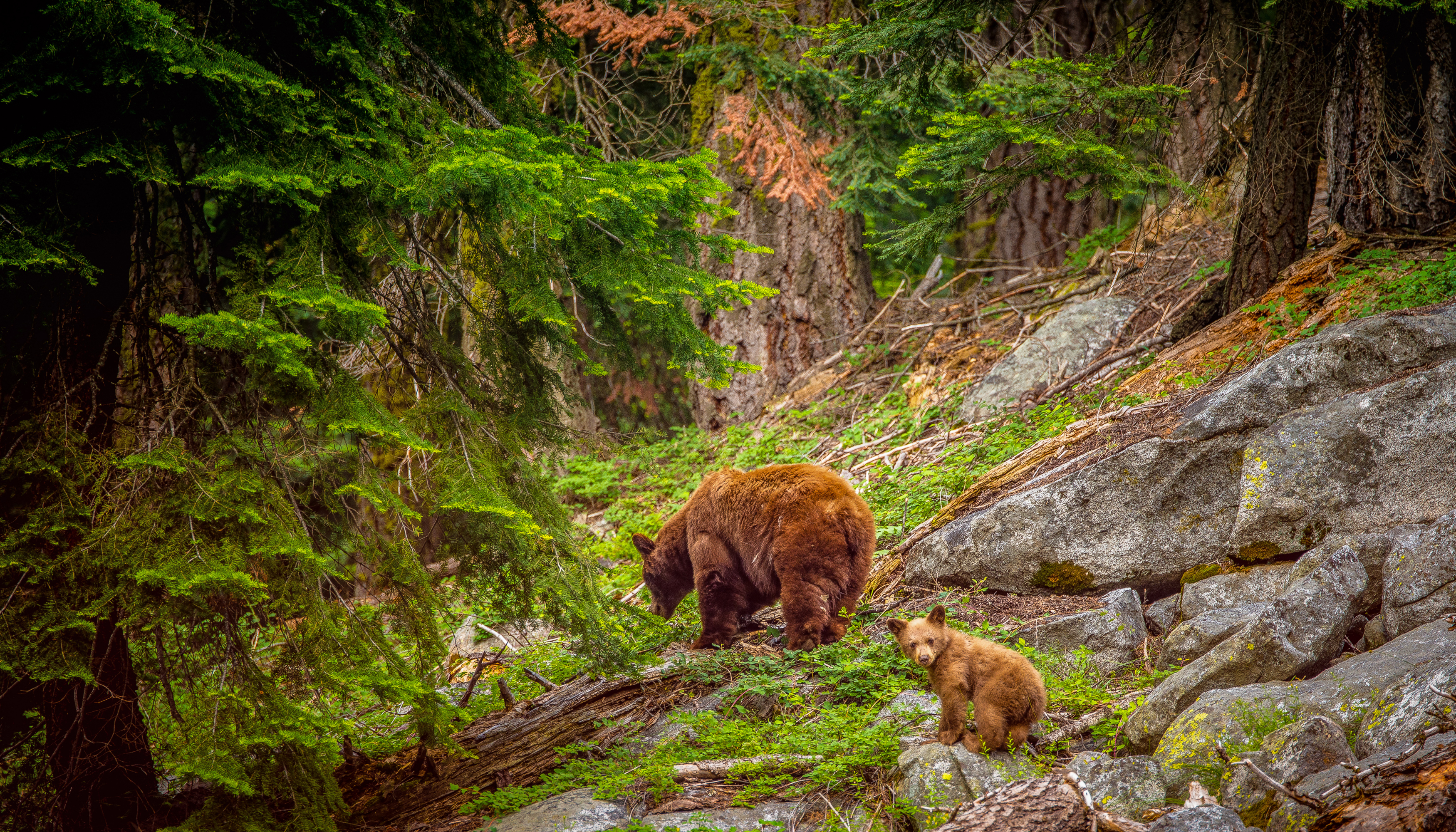 405427 скачать картинку животные, медведь, бурый медведь, детеныш, лес, национальный парк секвойя, медведи - обои и заставки бесплатно