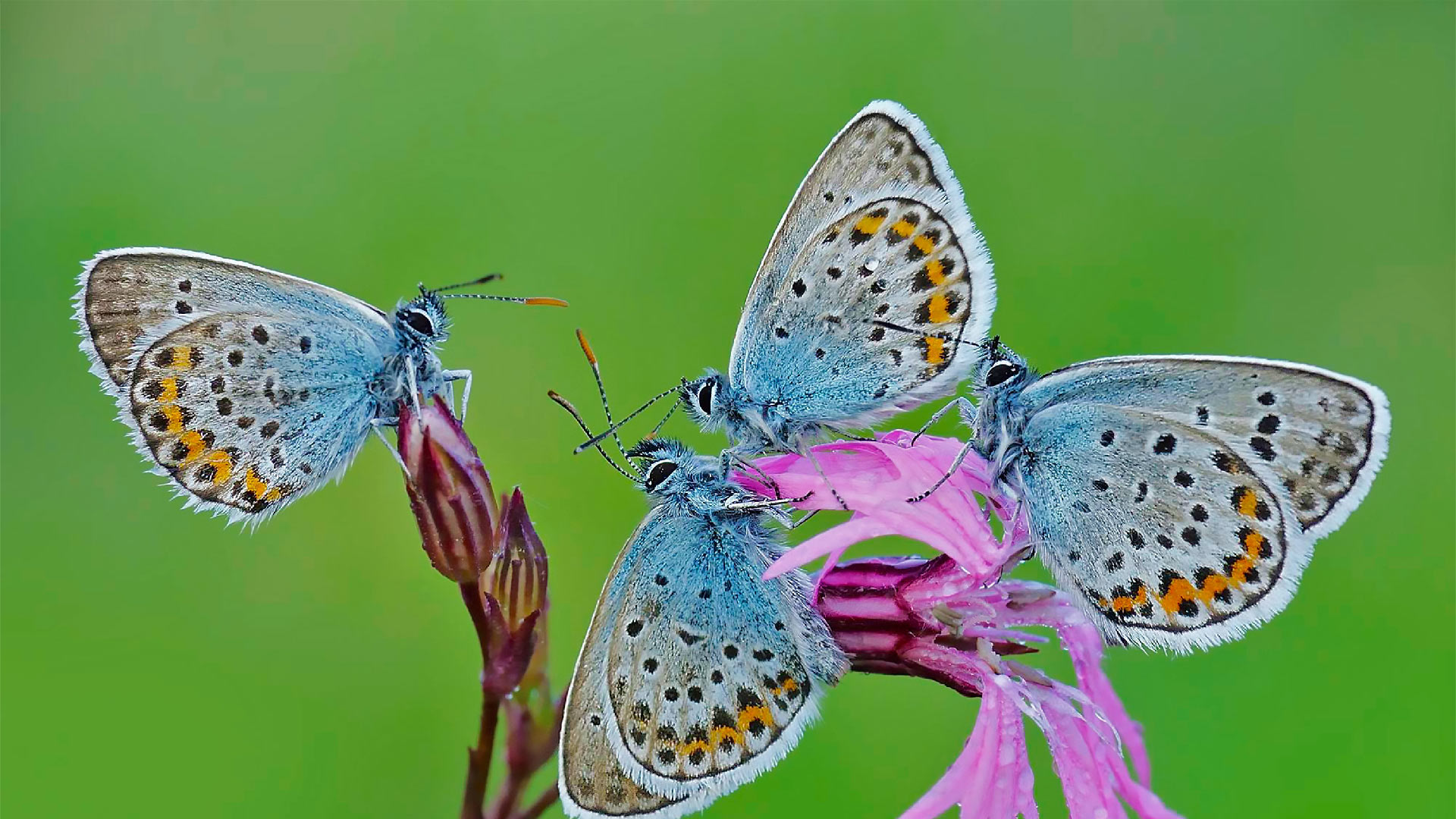 Free download wallpaper Flower, Insect, Butterfly, Animal on your PC desktop