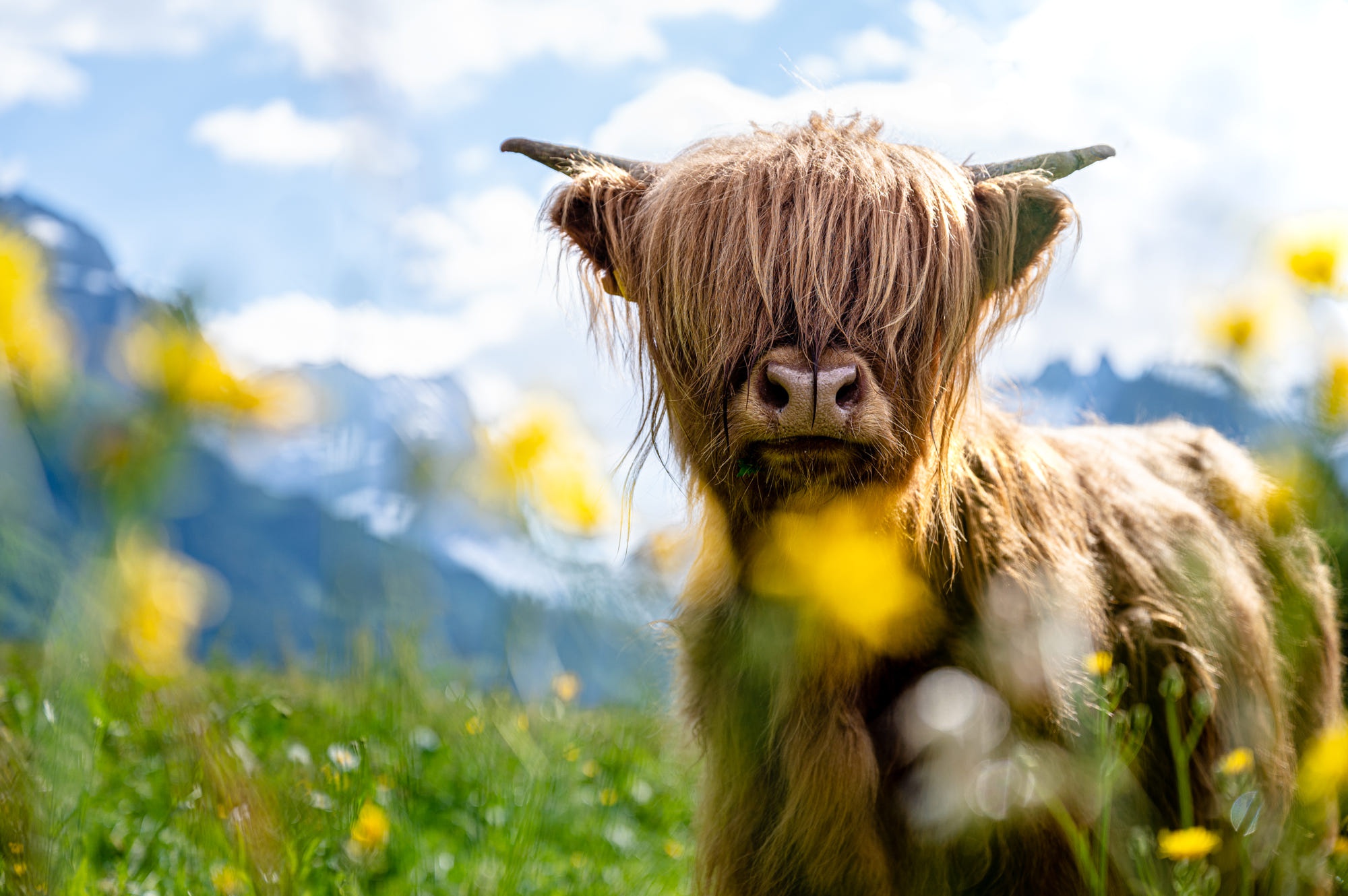 1049691 télécharger l'image bovins des highlands, animaux, vache - fonds d'écran et économiseurs d'écran gratuits