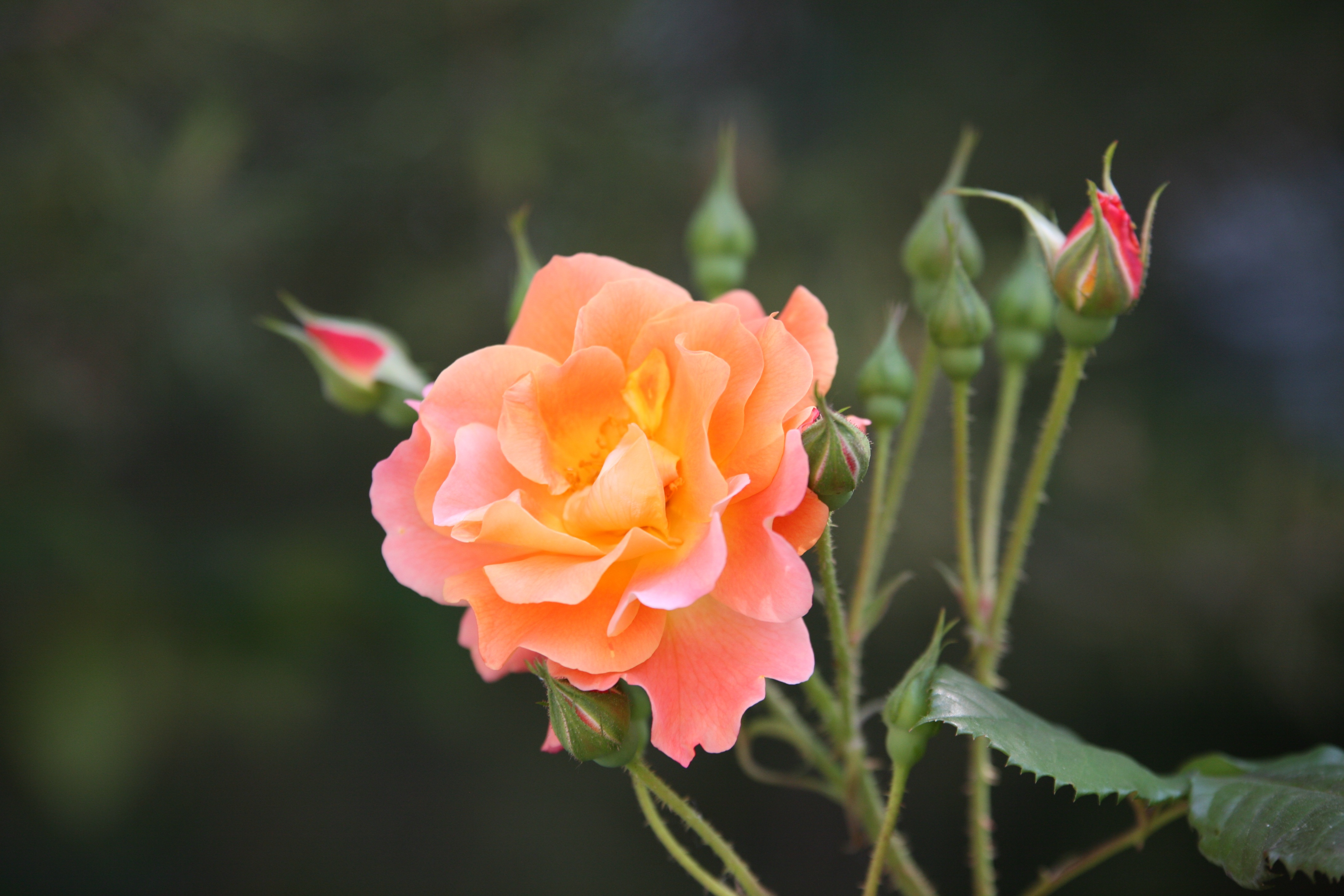 Descarga gratis la imagen Naturaleza, Flores, Rosa, Flor, Brote, Tierra/naturaleza, Difuminado, Flor Naranja en el escritorio de tu PC