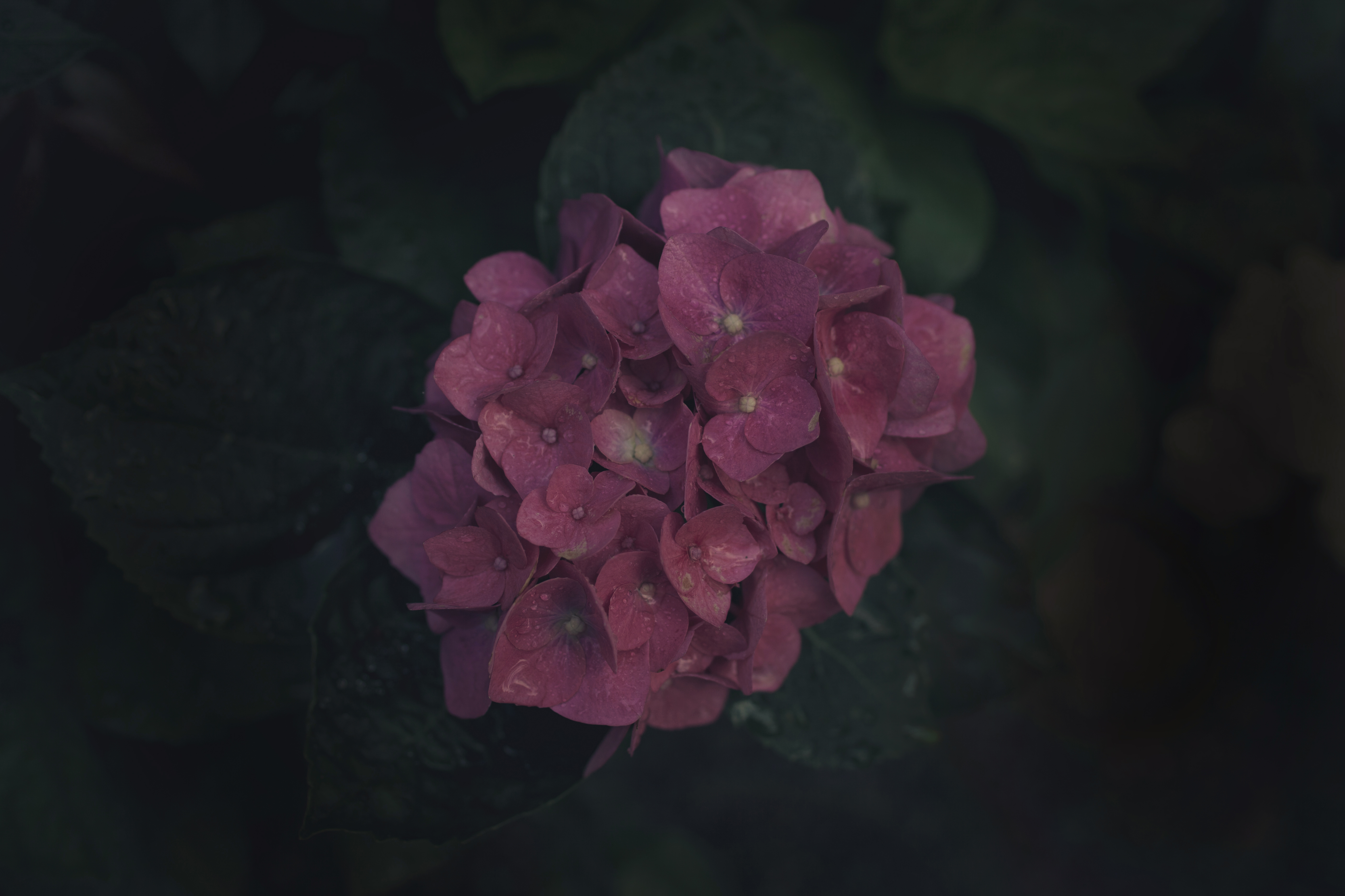 Laden Sie das Rosa, Pflanze, Blühen, Blühenden, Blütenstand, Blumen-Bild kostenlos auf Ihren PC-Desktop herunter