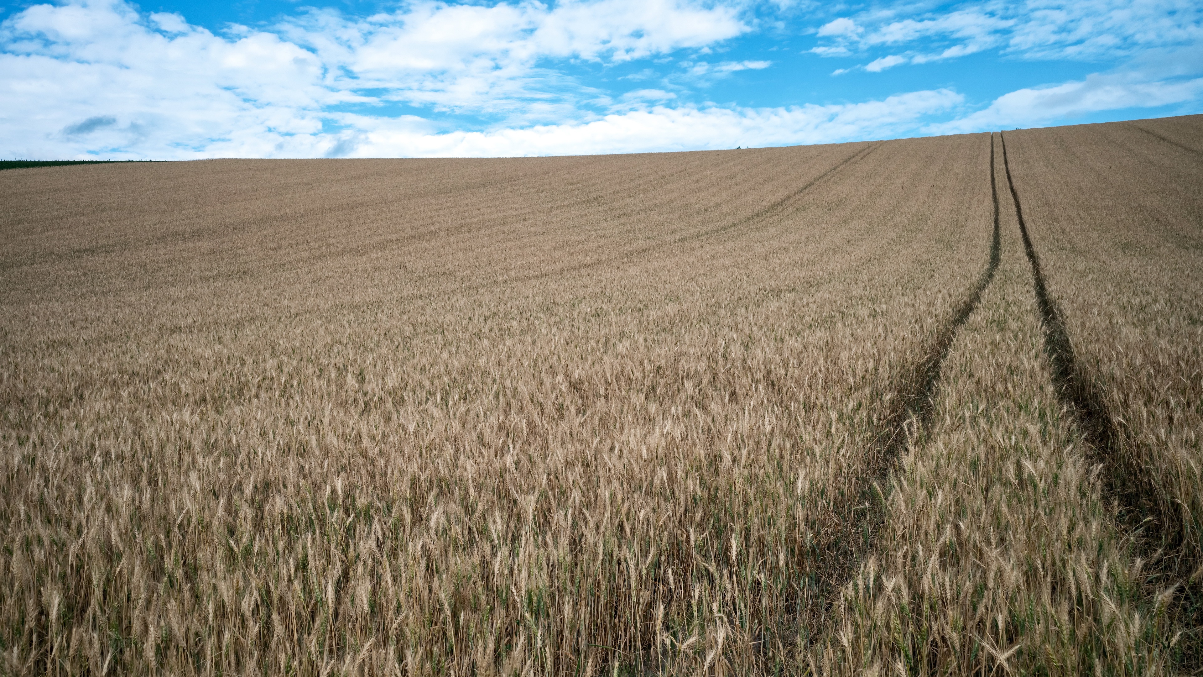 Free download wallpaper Wheat, Earth, Field, Farm on your PC desktop