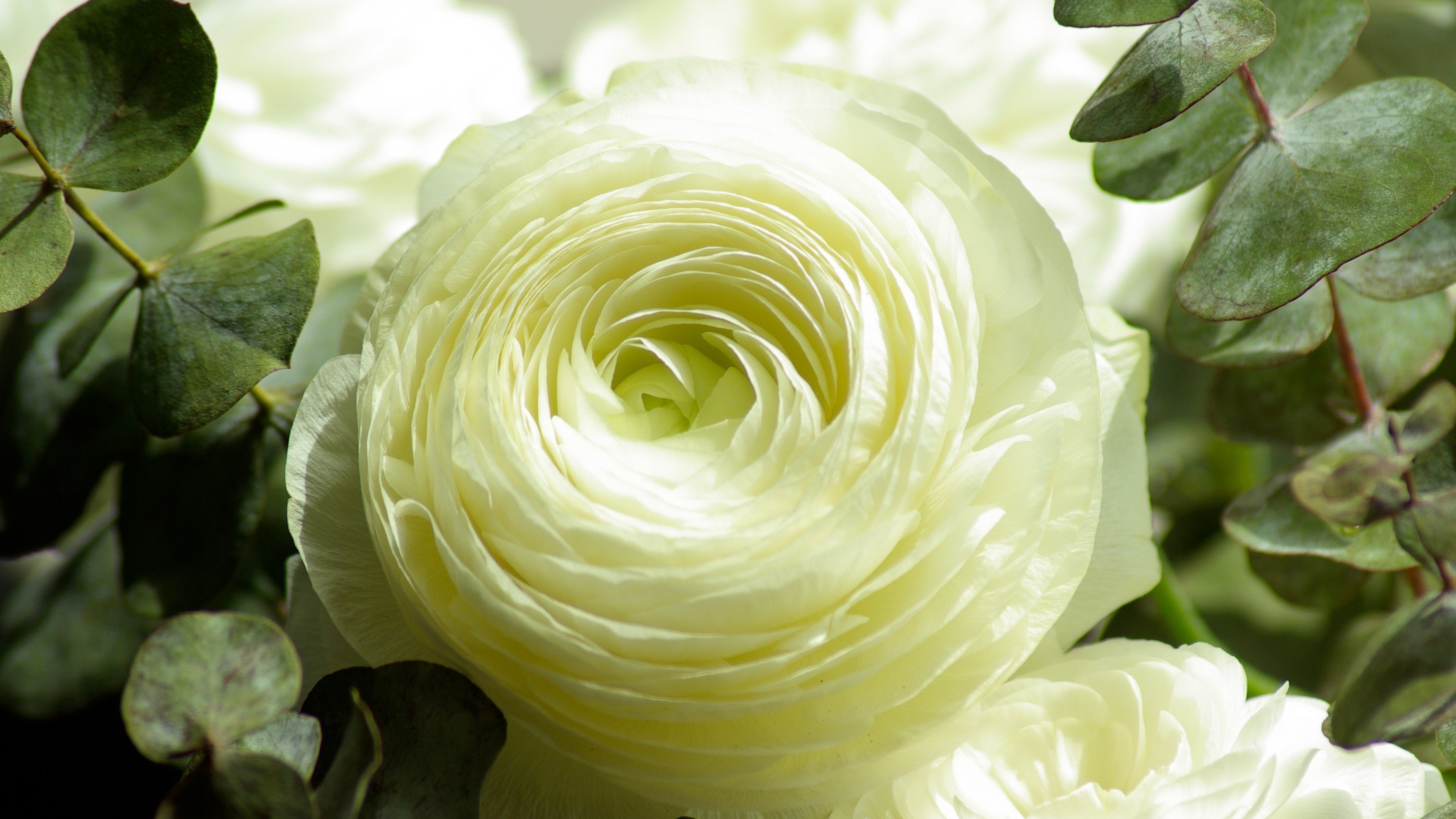 376164 скачать обои белый цветок, земля/природа, лютик, крупный план, цветок, листва, флауэрсы - заставки и картинки бесплатно