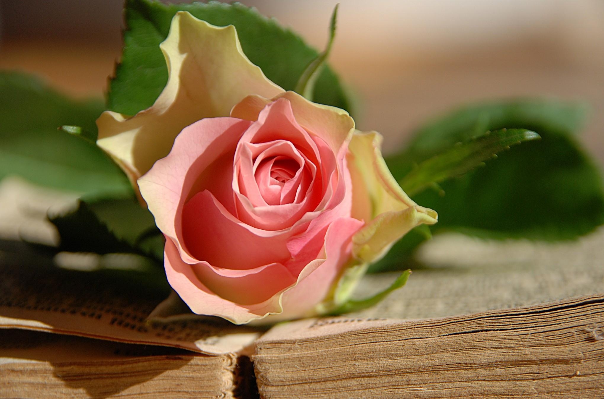 Download mobile wallpaper Lies, Flower, Flowers, Rose, Rose Flower, Book for free.