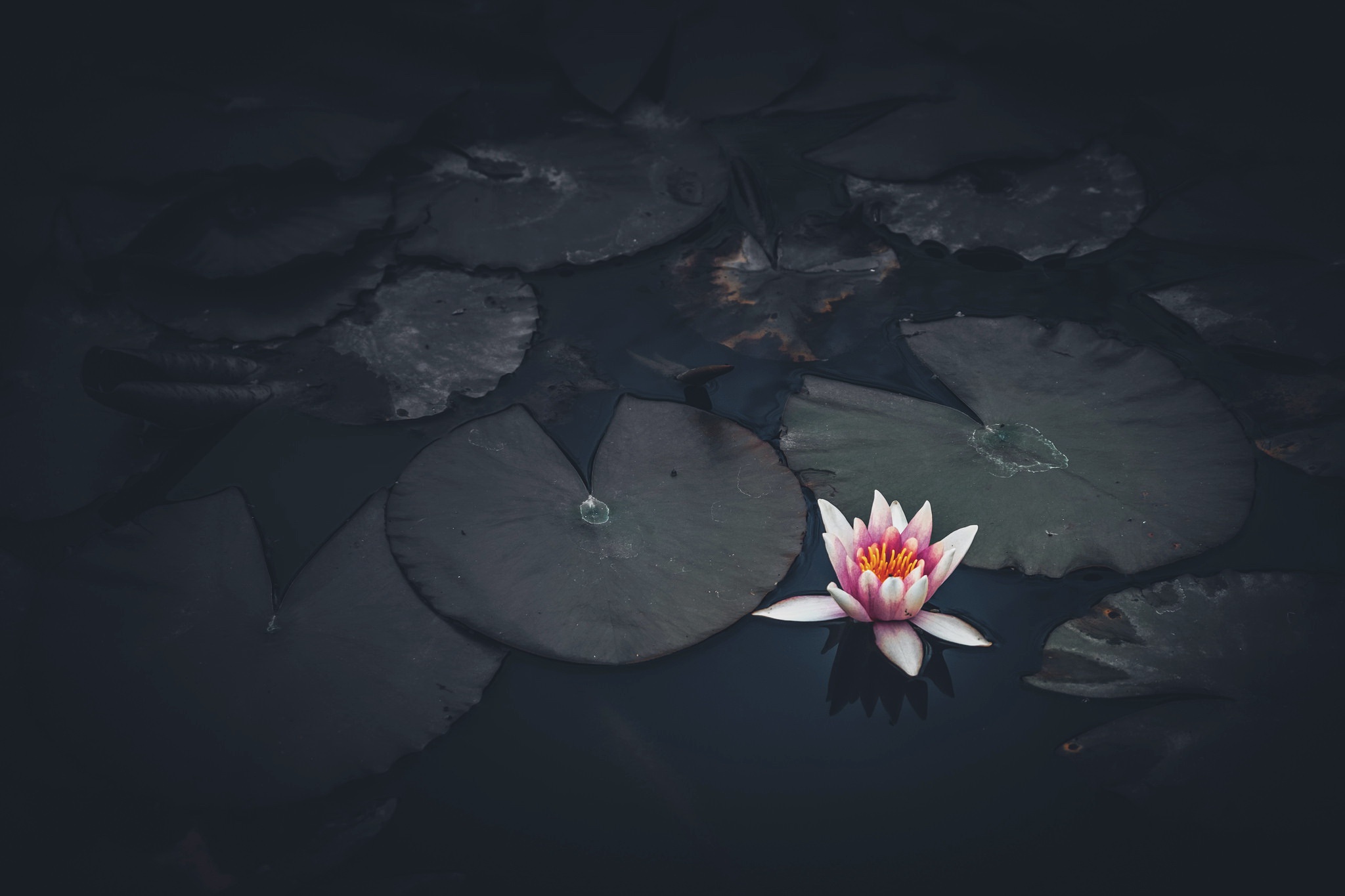 Téléchargez gratuitement l'image Fleurs, Lotus, Fleur, La Nature, Terre/nature, Fleur Rose sur le bureau de votre PC