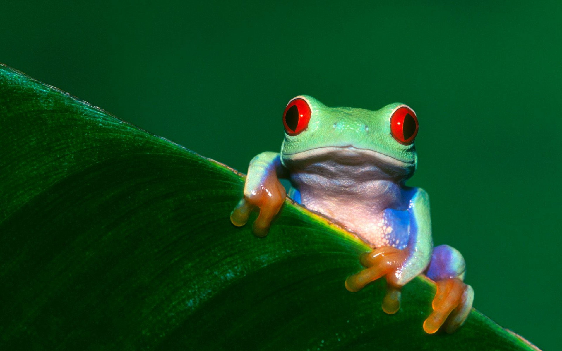 291112 descargar imagen animales, rana verde de ojos rojos, ranas: fondos de pantalla y protectores de pantalla gratis