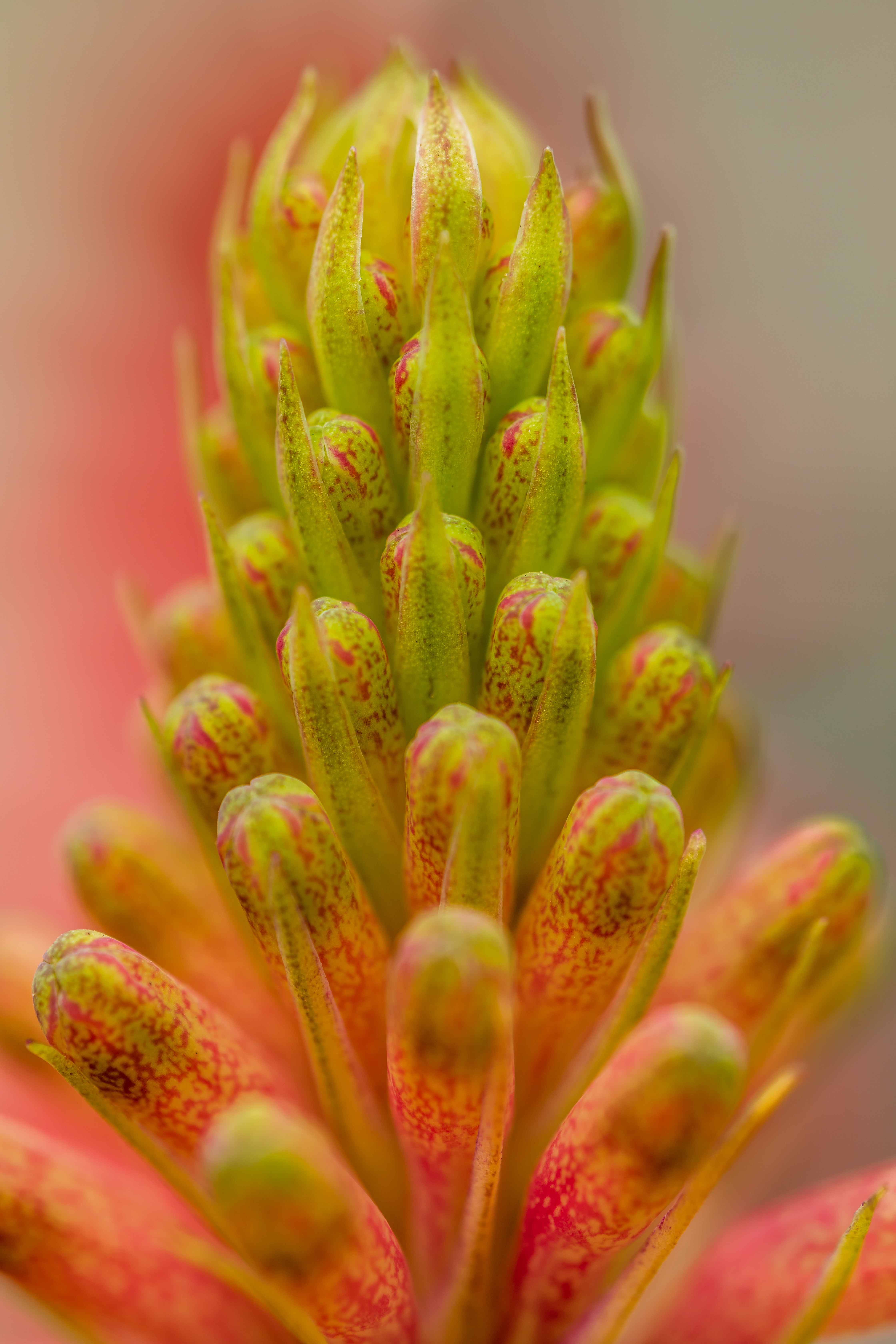 Download mobile wallpaper Macro, Close Up, Buds, Plant for free.