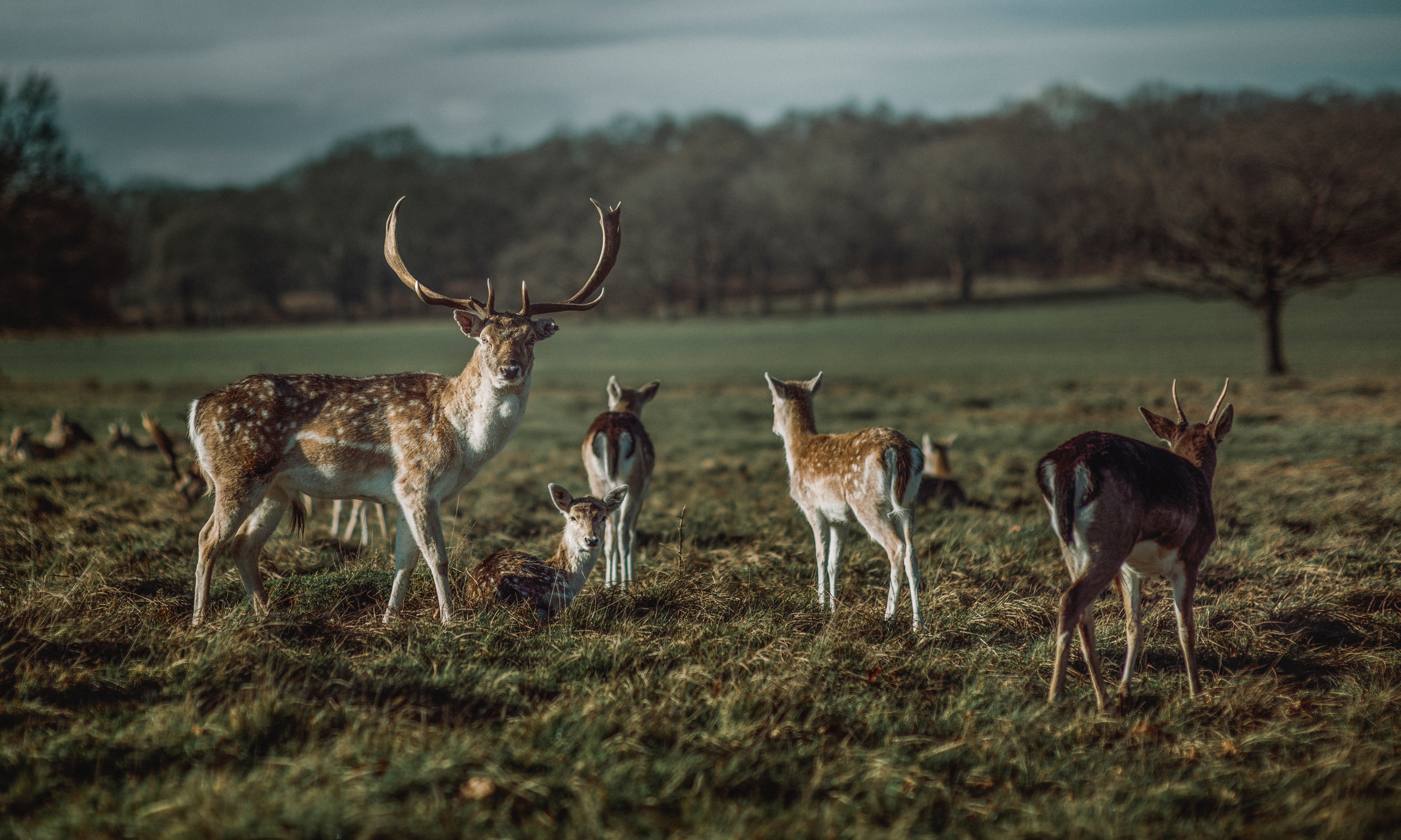 Free download wallpaper Animals, Animal, Deer, Horns, Herbivore, Herbivores on your PC desktop