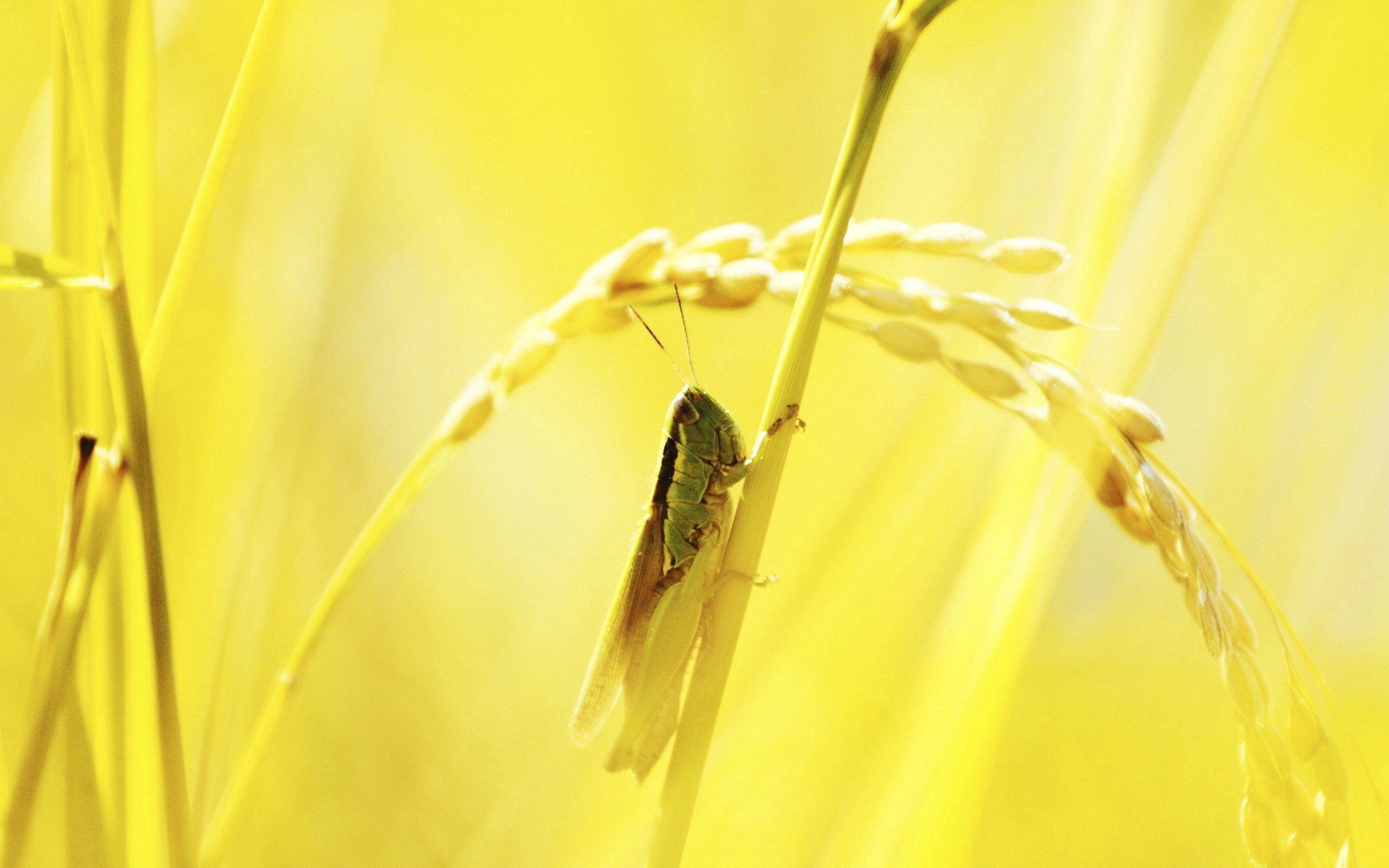 shine, grass, macro, light, grasshopper High Definition image