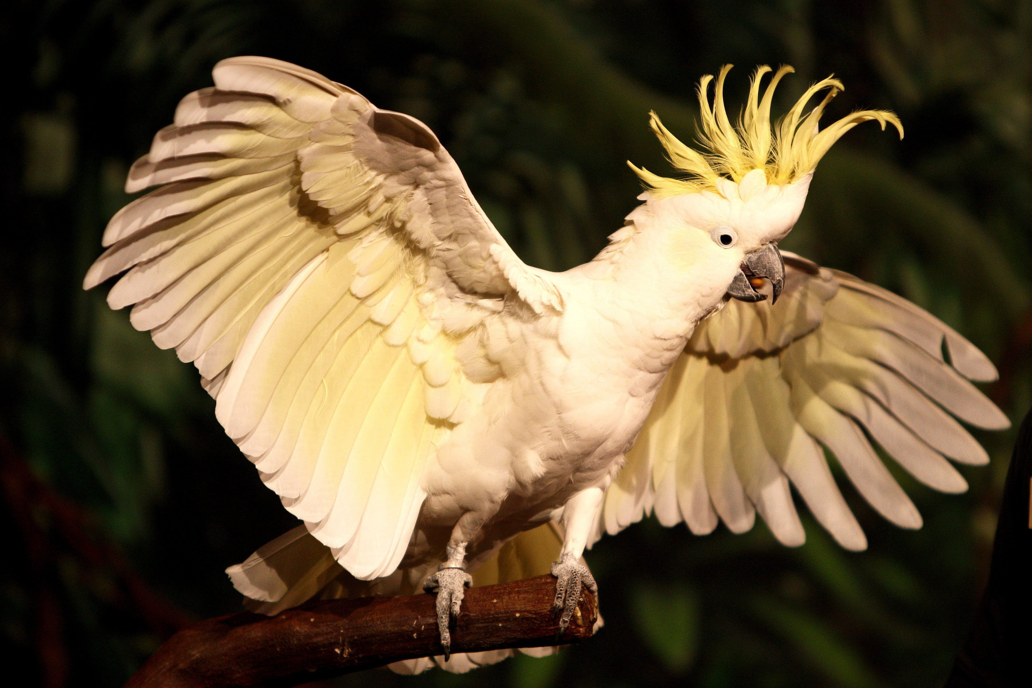 animal, sulphur crested cockatoo, birds
