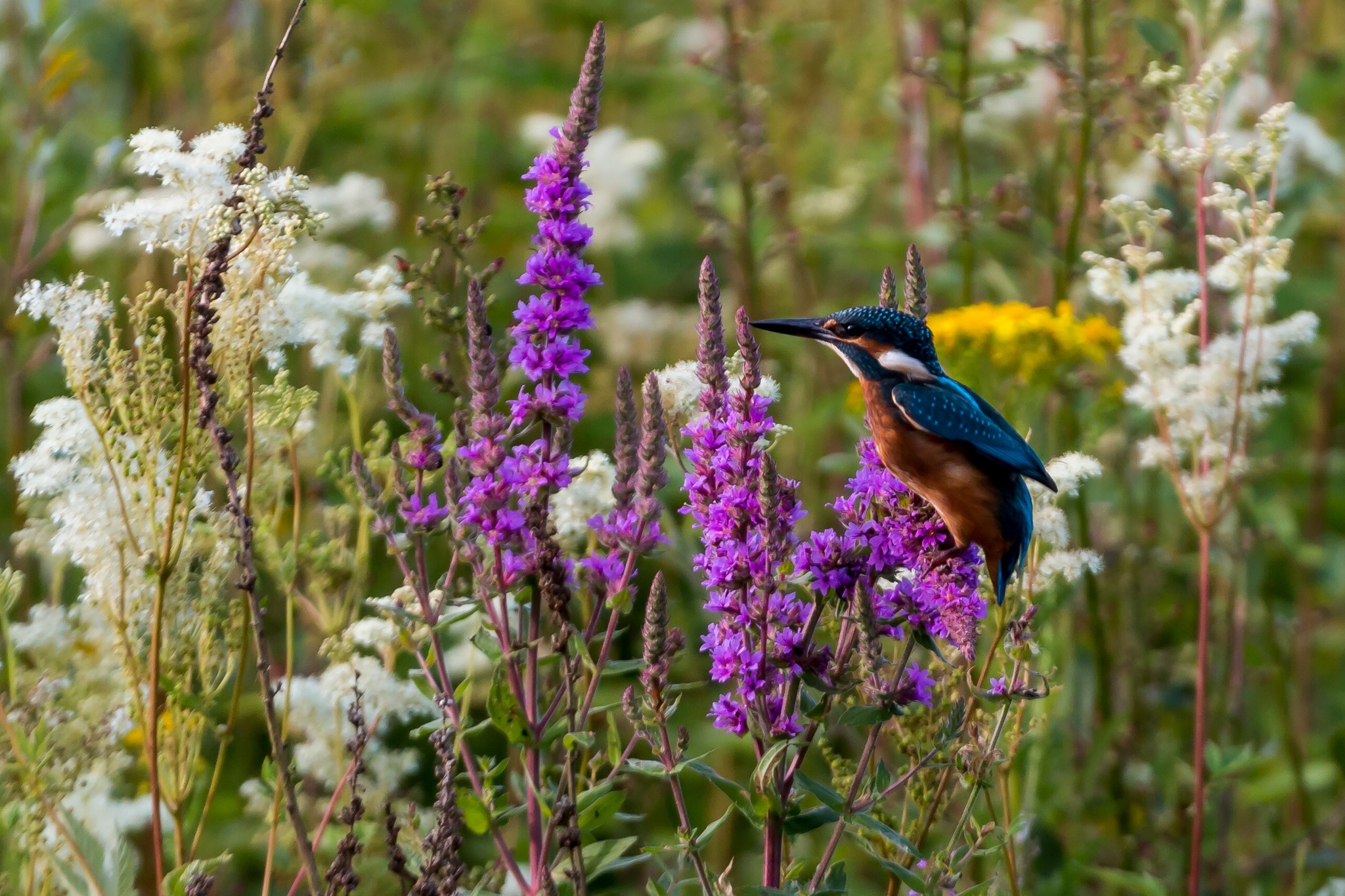 Free download wallpaper Birds, Flower, Bird, Animal, Kingfisher, Purple Flower on your PC desktop
