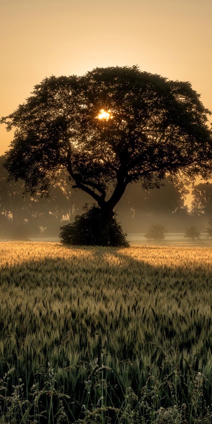 Download mobile wallpaper Nature, Summer, Wheat, Tree, Sunrise, Earth, Field for free.