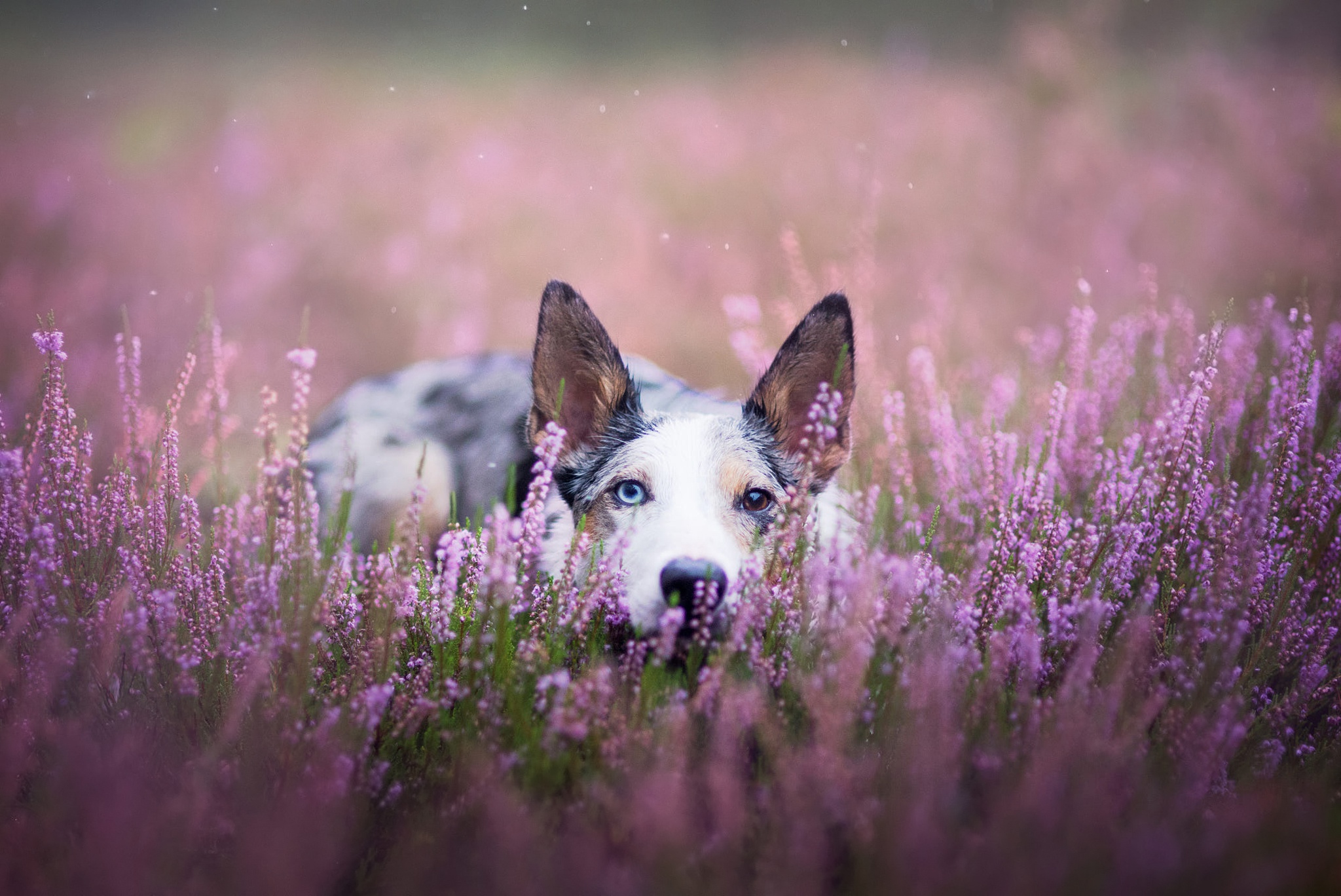PCデスクトップに動物, 犬, ラベンダー, ヘテロクロミア, 紫色の花, オーストラリアン シェパード画像を無料でダウンロード