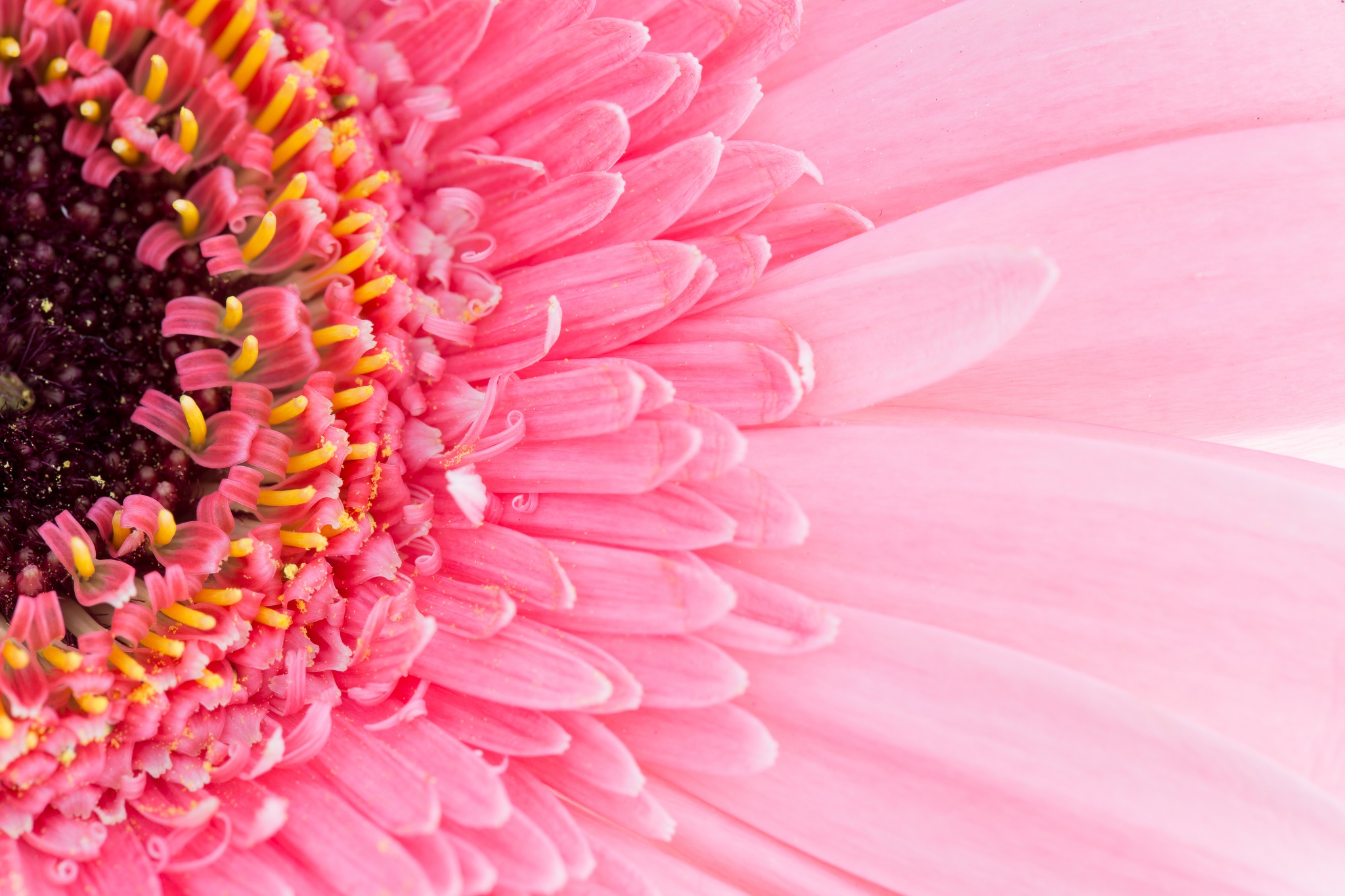 無料モバイル壁紙フラワーズ, ガーベラ, 花, 大きい, 地球, ピンクの花をダウンロードします。