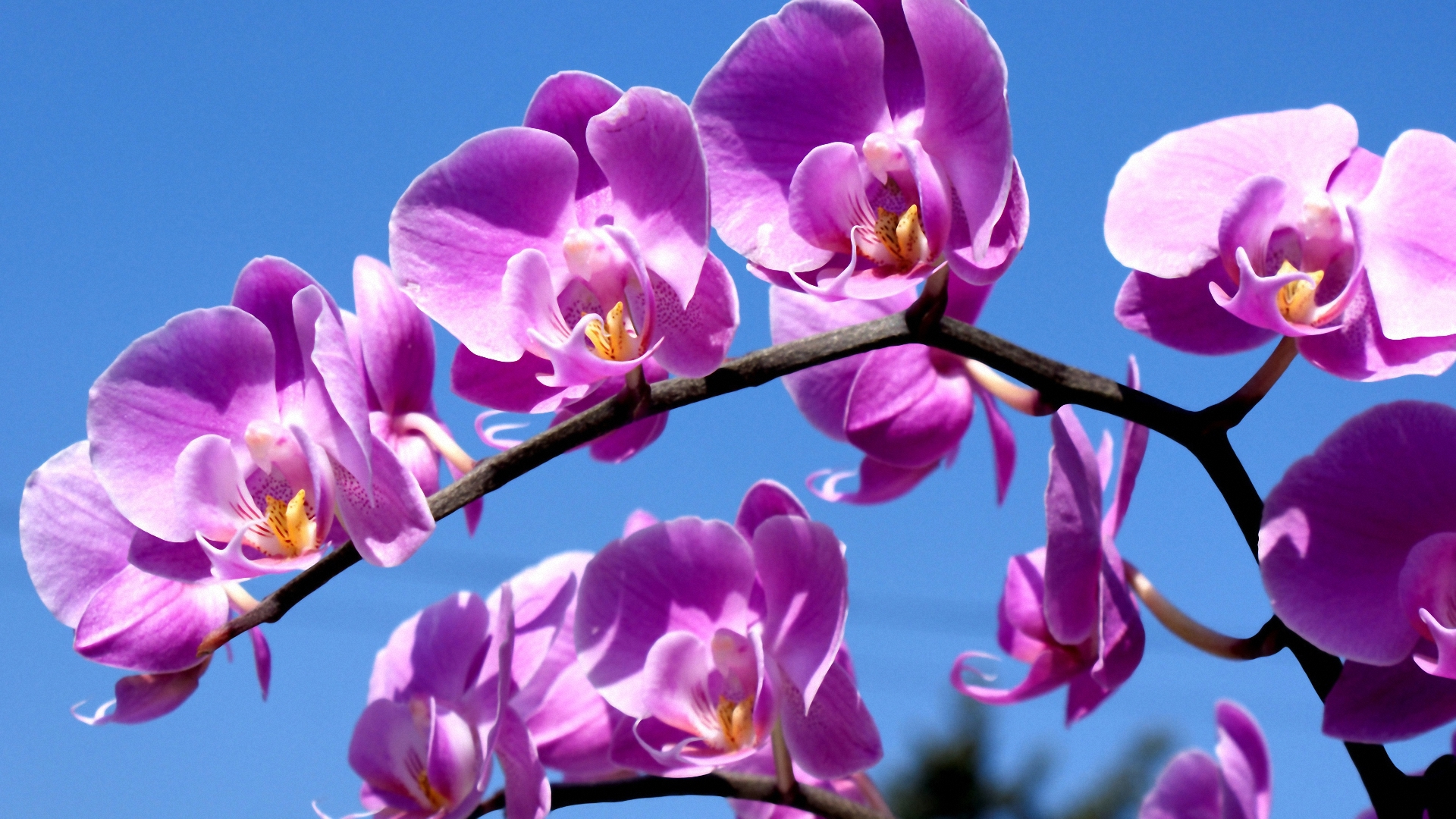 Laden Sie das Blüte, Blumen, Erde/natur-Bild kostenlos auf Ihren PC-Desktop herunter