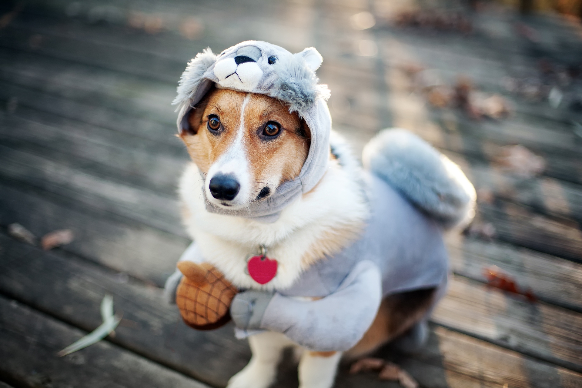 Download mobile wallpaper Costume, Dog, Animals, Squirrel for free.