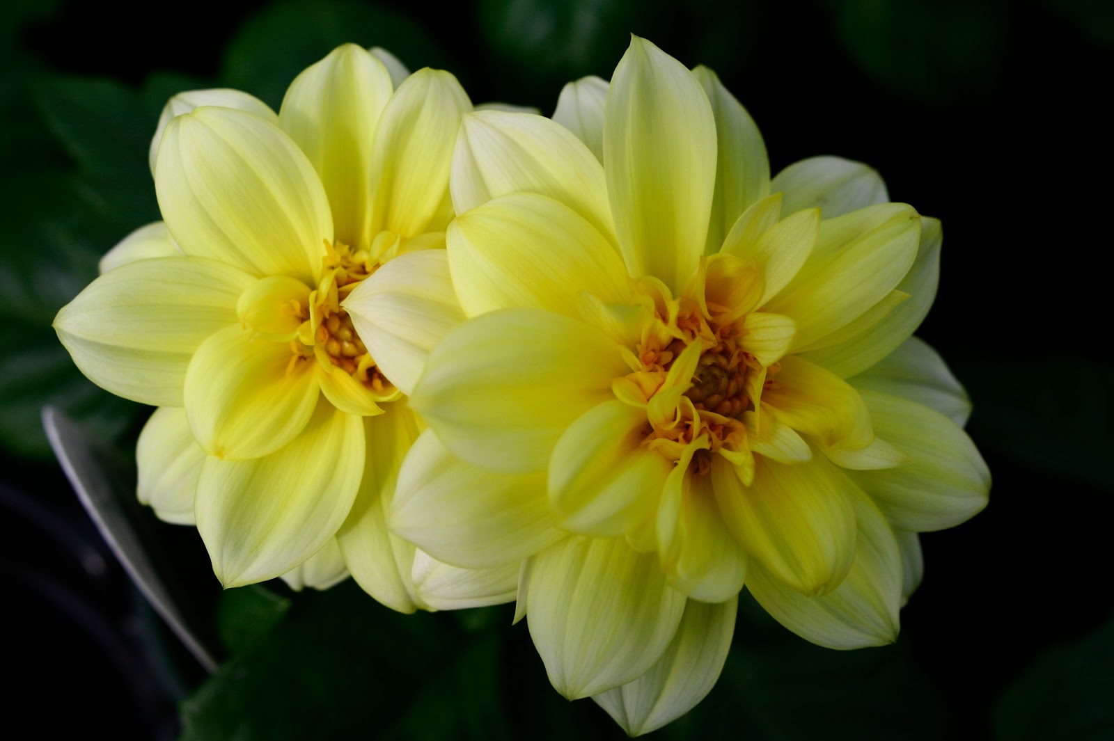Laden Sie das Blumen, Nahansicht, Dahlien, Gelbe Blume, Erde/natur-Bild kostenlos auf Ihren PC-Desktop herunter