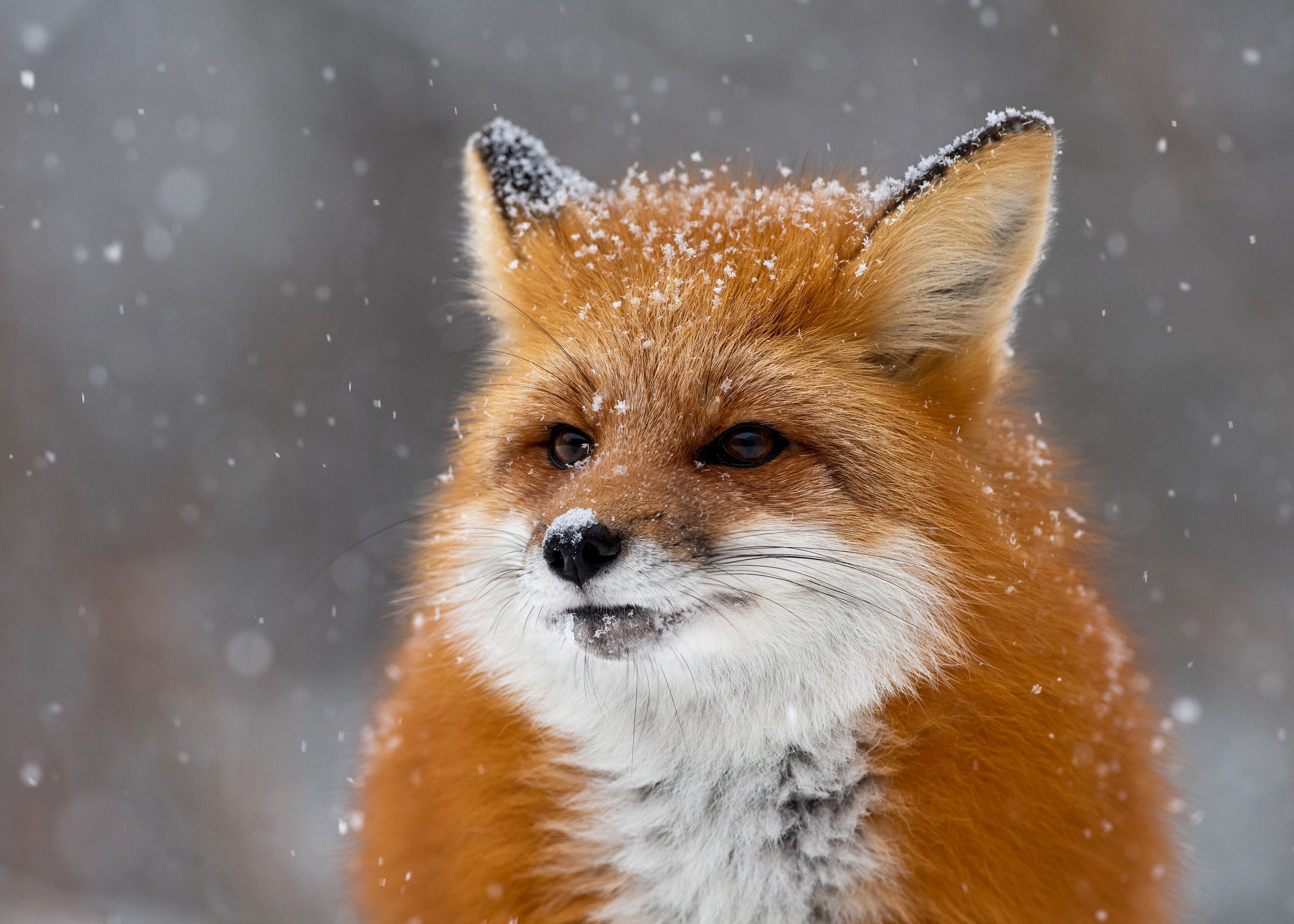 Download mobile wallpaper Winter, Fox, Close Up, Animal, Snowfall for free.