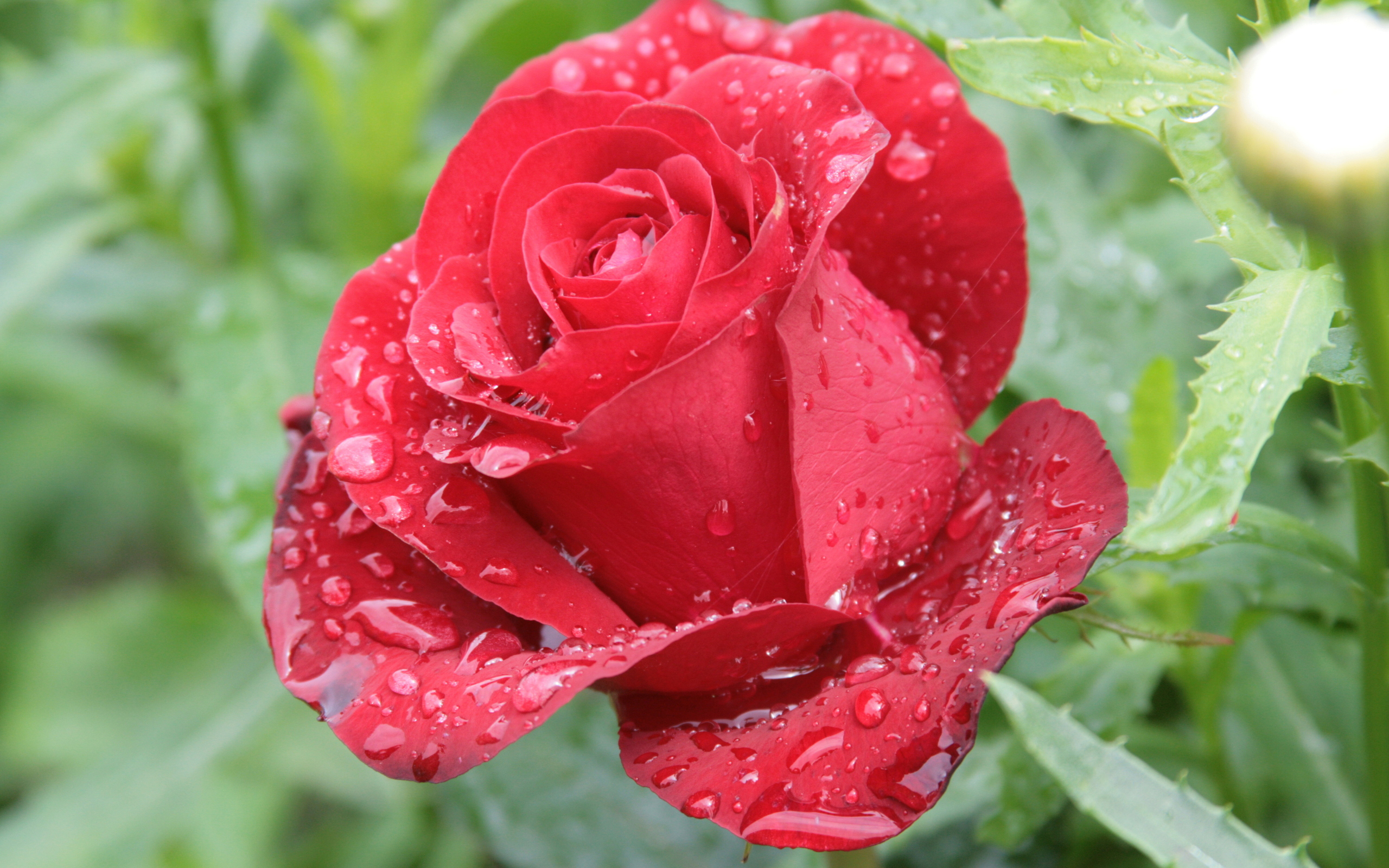 Laden Sie das Blumen, Blume, Rose, Wassertropfen, Erde/natur-Bild kostenlos auf Ihren PC-Desktop herunter