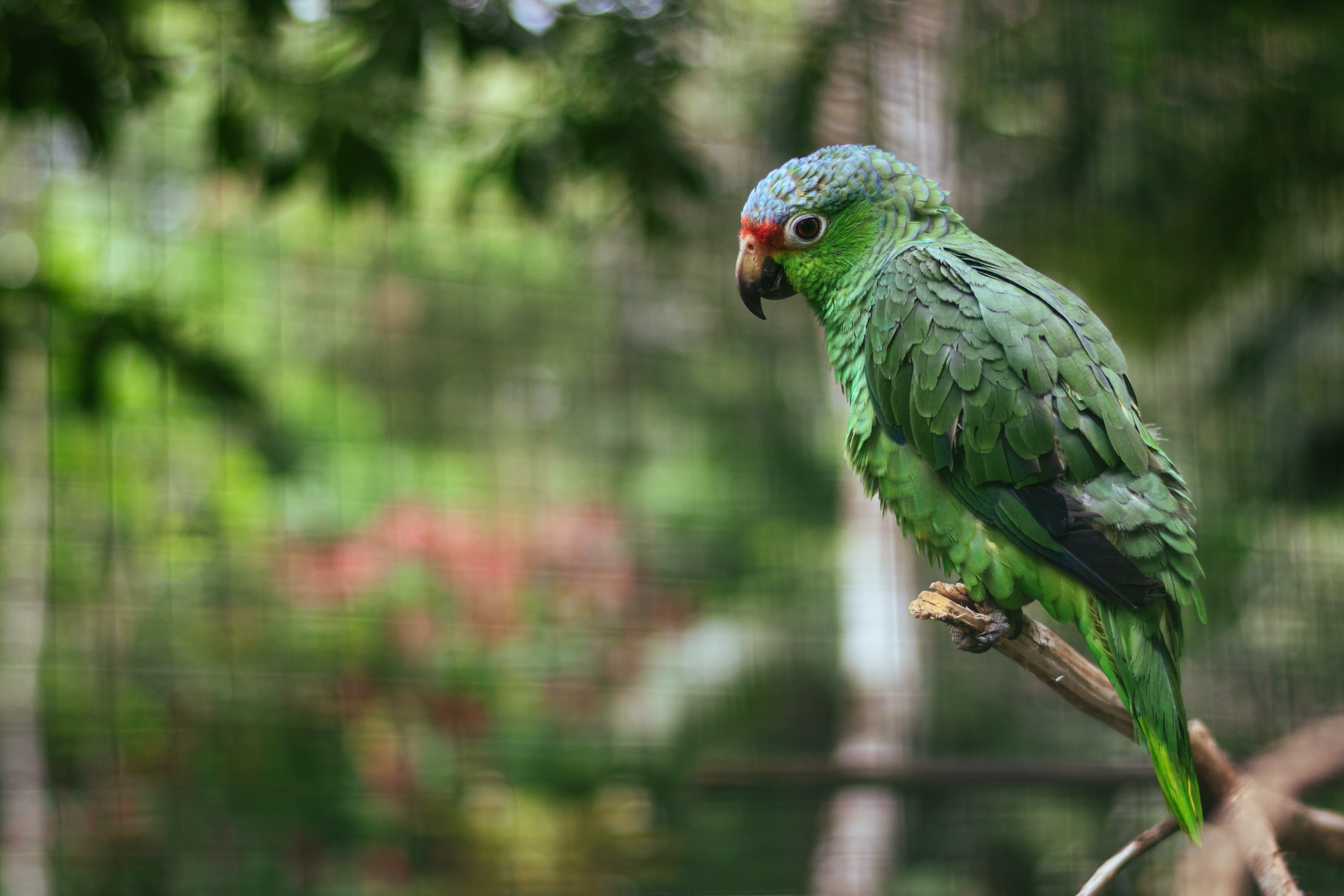 Laden Sie das Motley, Vogel, Ast, Zweig, Papageien, Mehrfarbig, Tiere-Bild kostenlos auf Ihren PC-Desktop herunter