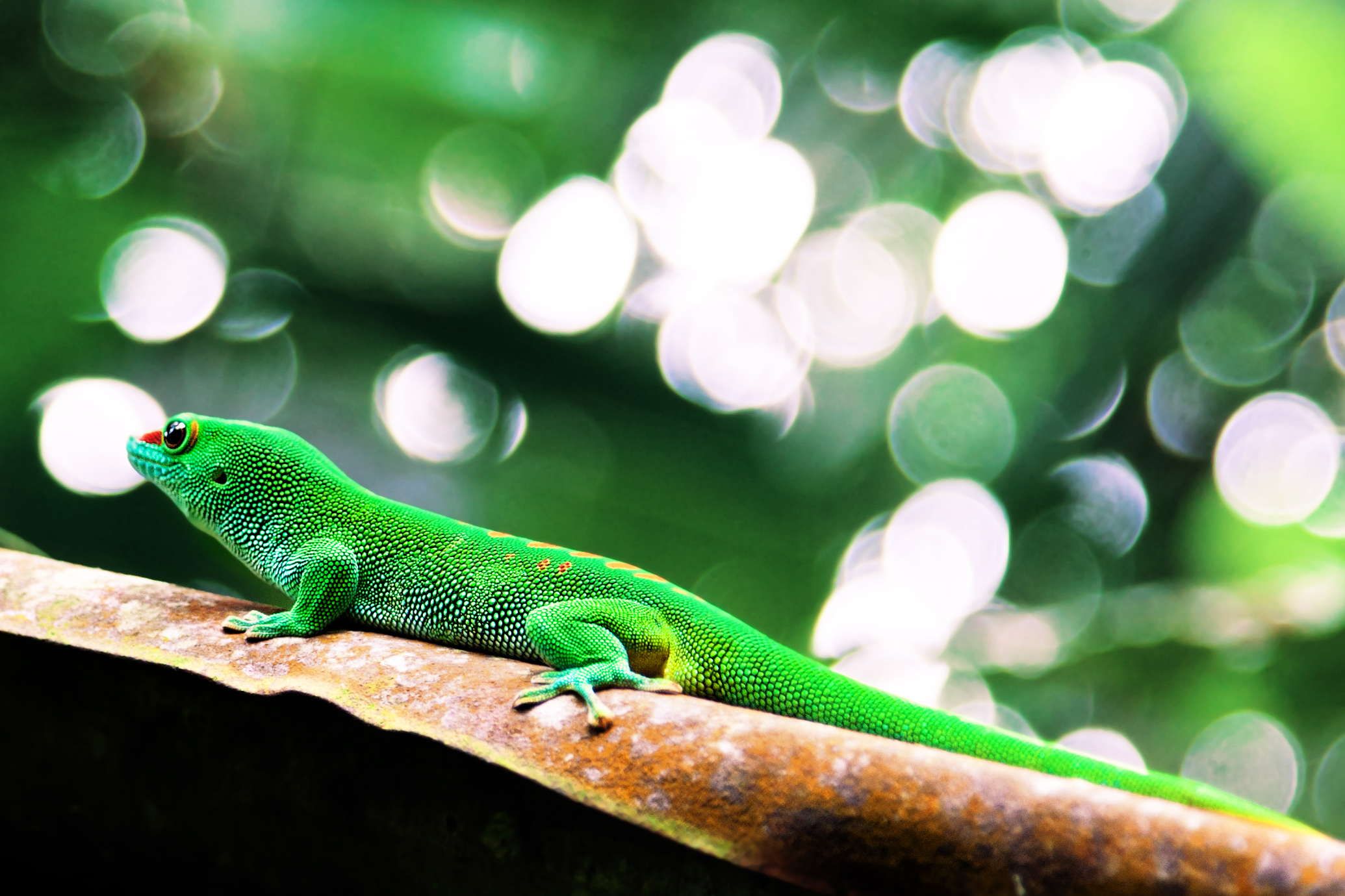 Handy-Wallpaper Gecko, Reptil, Bokeh, Eidechse, Reptilien, Tiere kostenlos herunterladen.