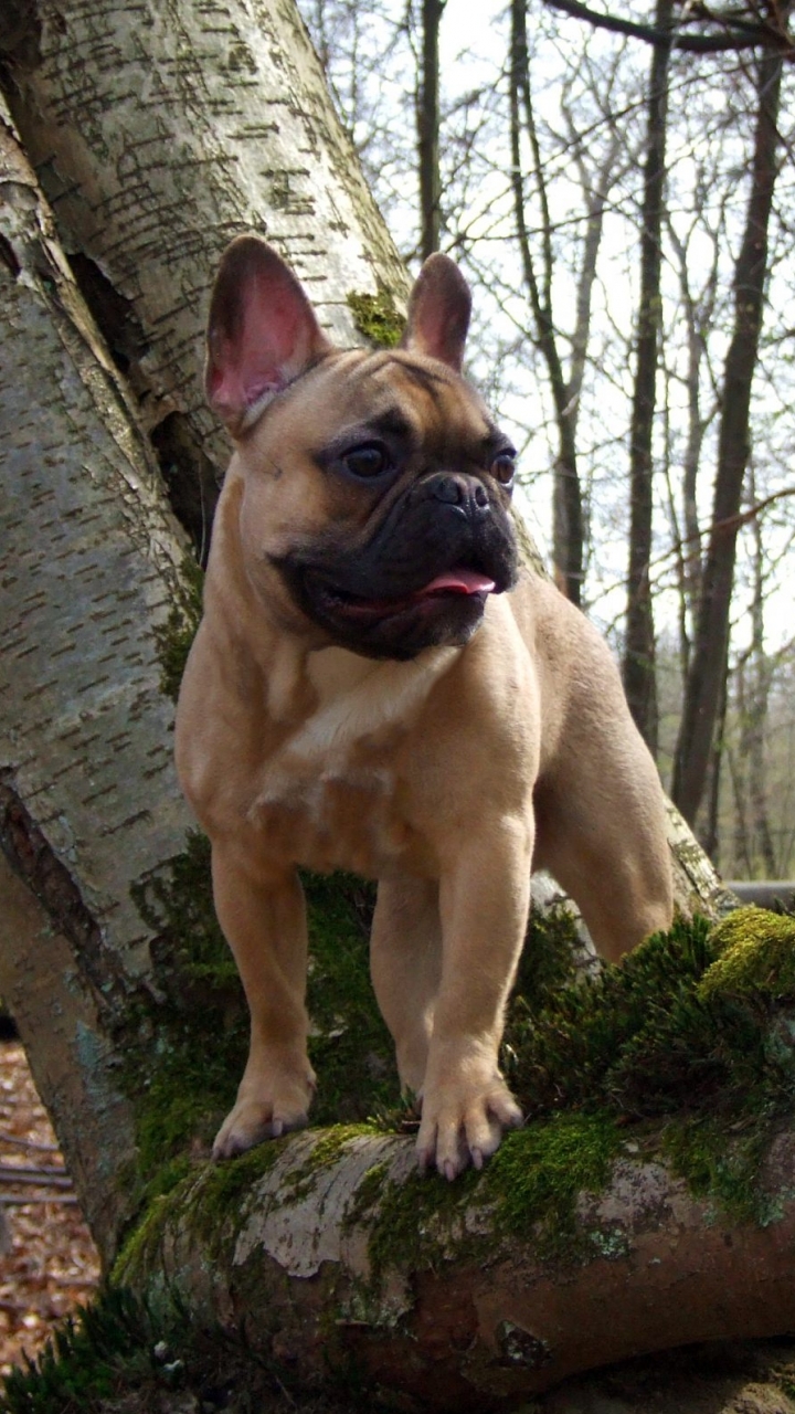 Descarga gratuita de fondo de pantalla para móvil de Animales, Perros, Bulldog Francés.