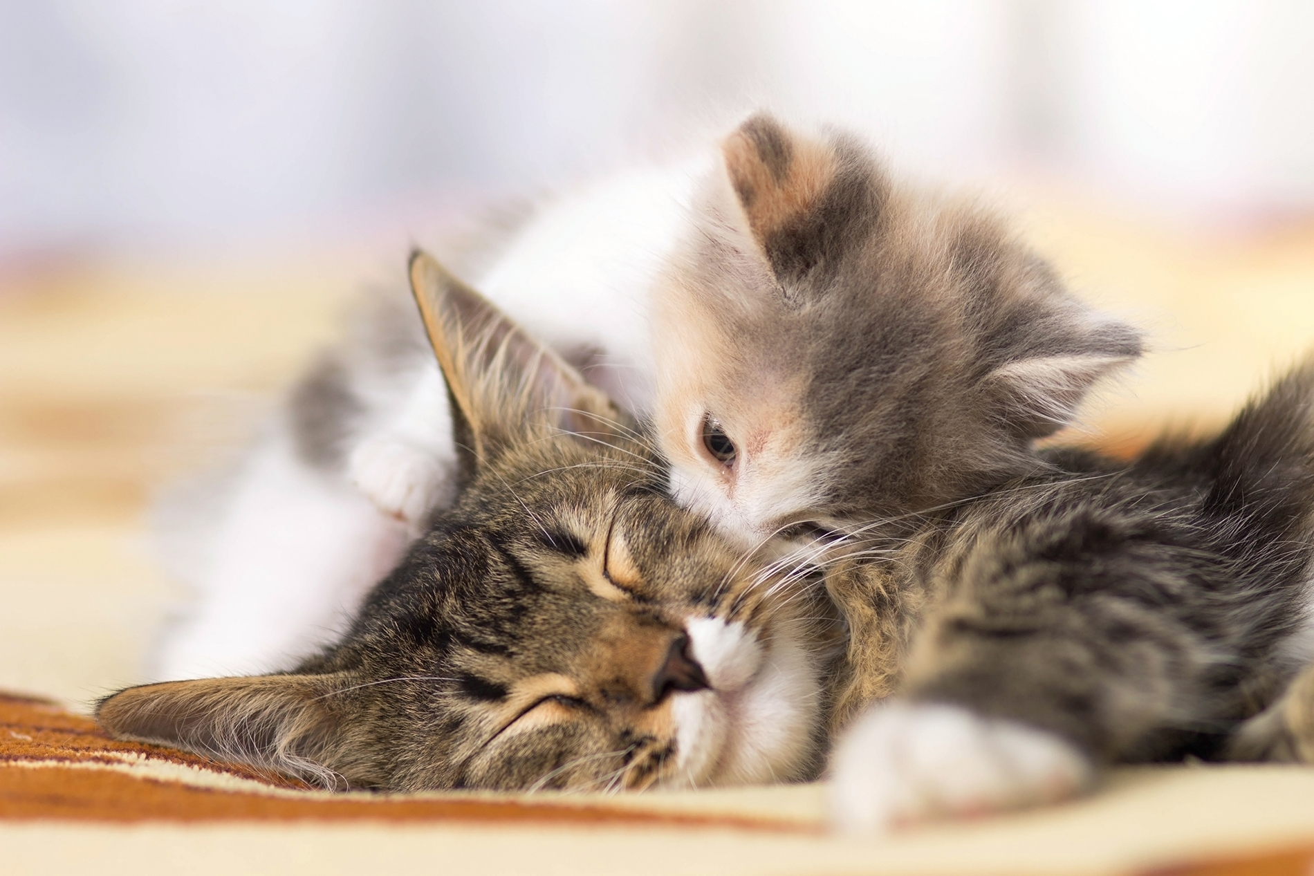 Download mobile wallpaper Cats, Love, Cat, Kitten, Animal, Kiss, Cute, Baby Animal for free.