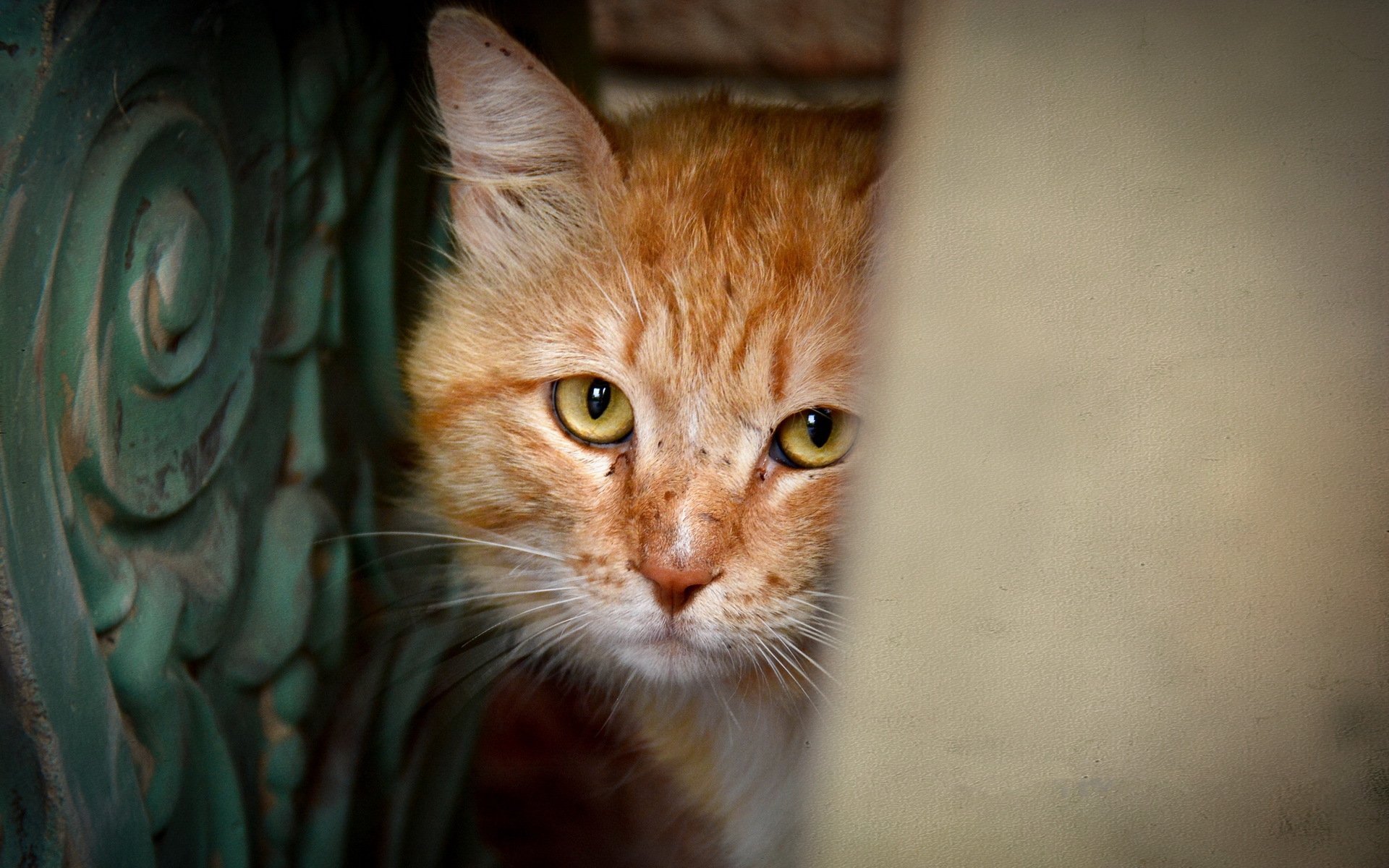 Laden Sie das Tiere, Katzen, Katze-Bild kostenlos auf Ihren PC-Desktop herunter