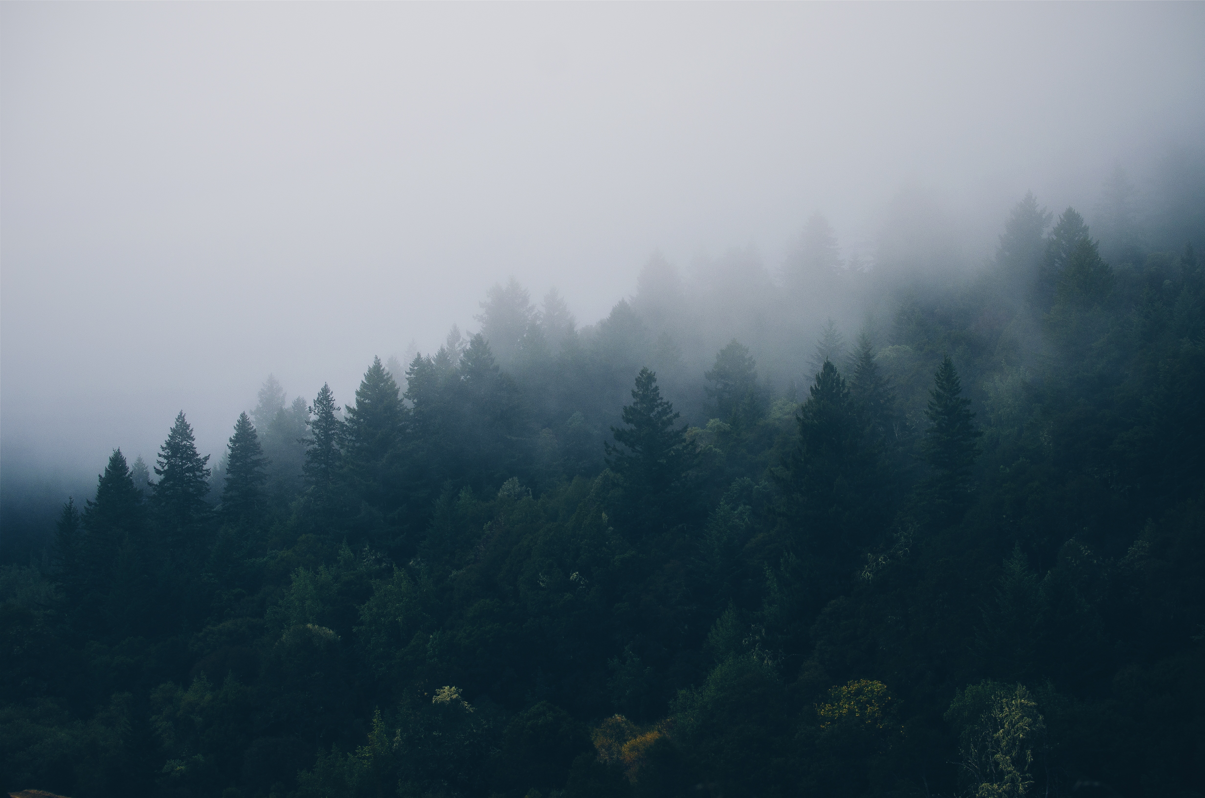 Free download wallpaper Fog, Trees, Forest, Nature on your PC desktop
