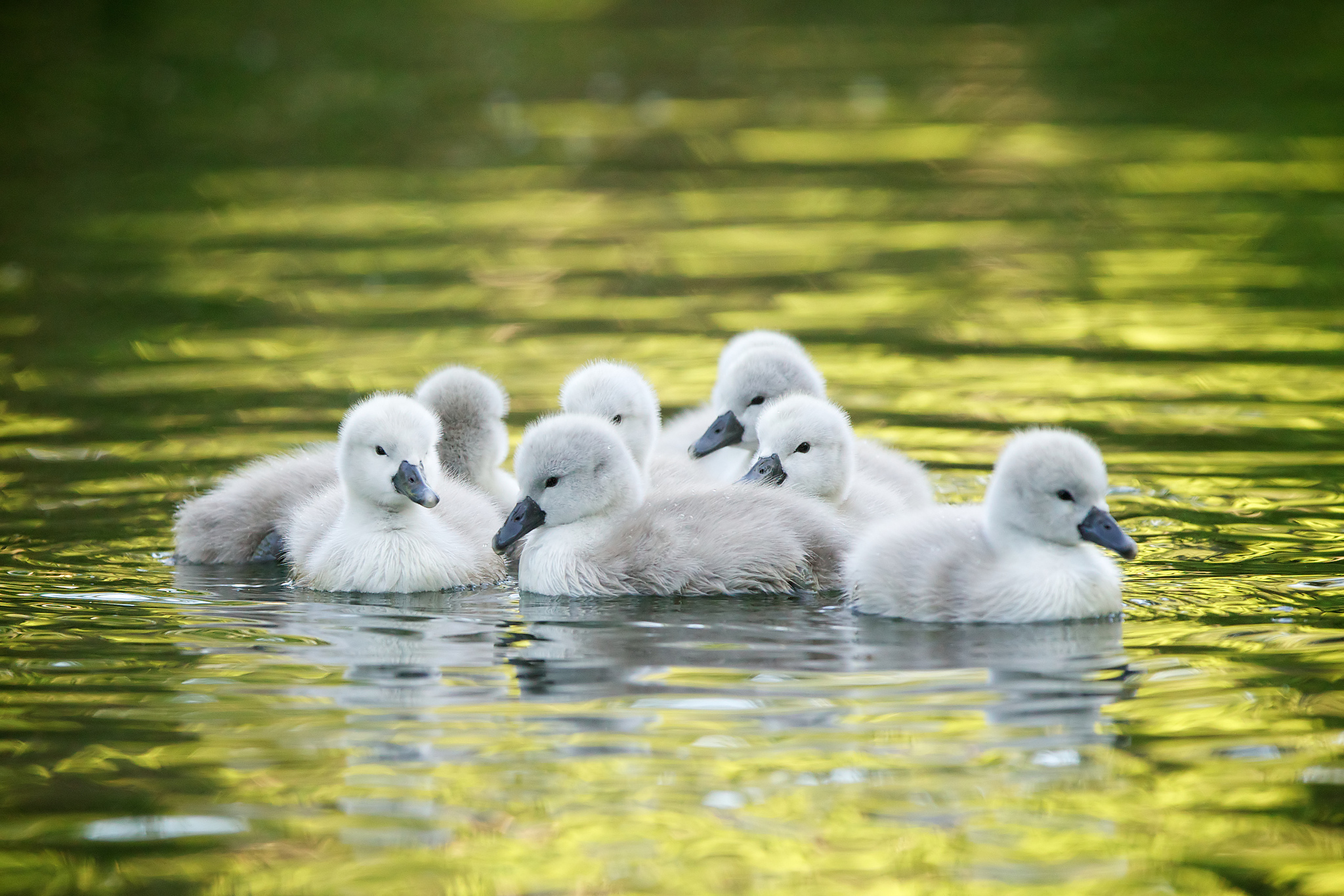 Download mobile wallpaper Birds, Water, Animal, Swan, Chick, Baby Animal for free.