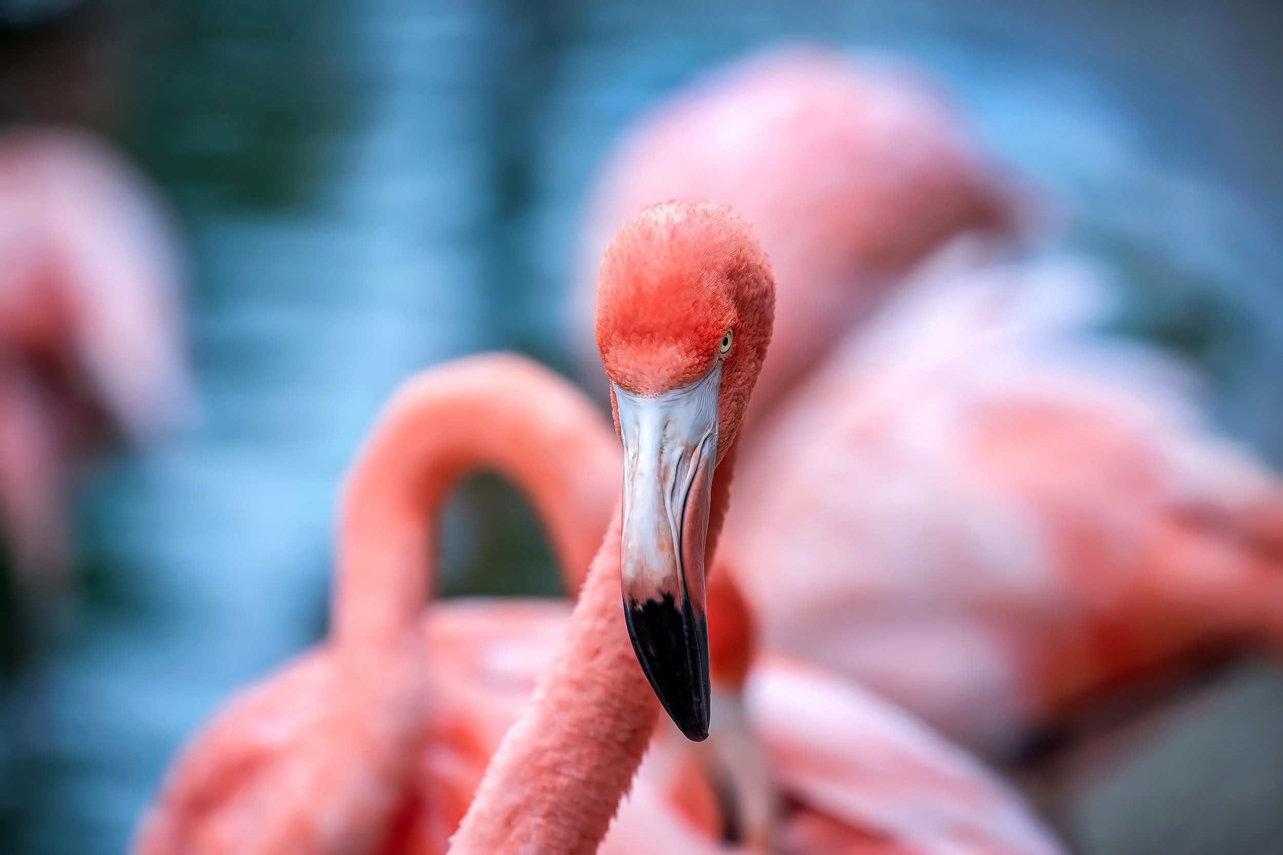 Laden Sie das Tiere, Vögel, Flamingo, Vogel, Nahansicht-Bild kostenlos auf Ihren PC-Desktop herunter