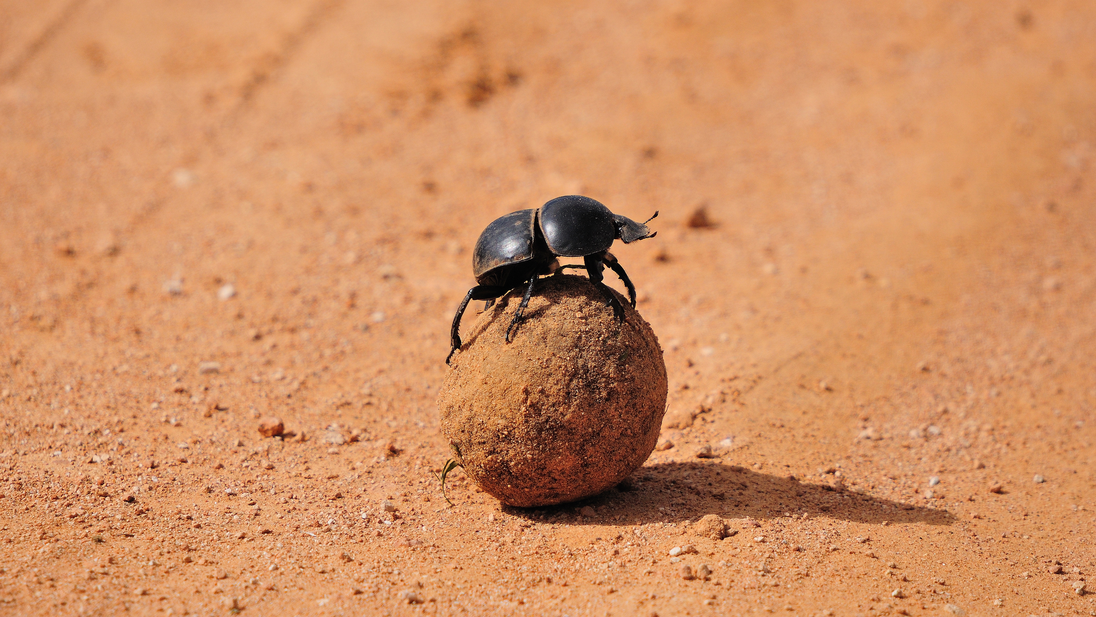 animal, dung beetle wallpaper for mobile