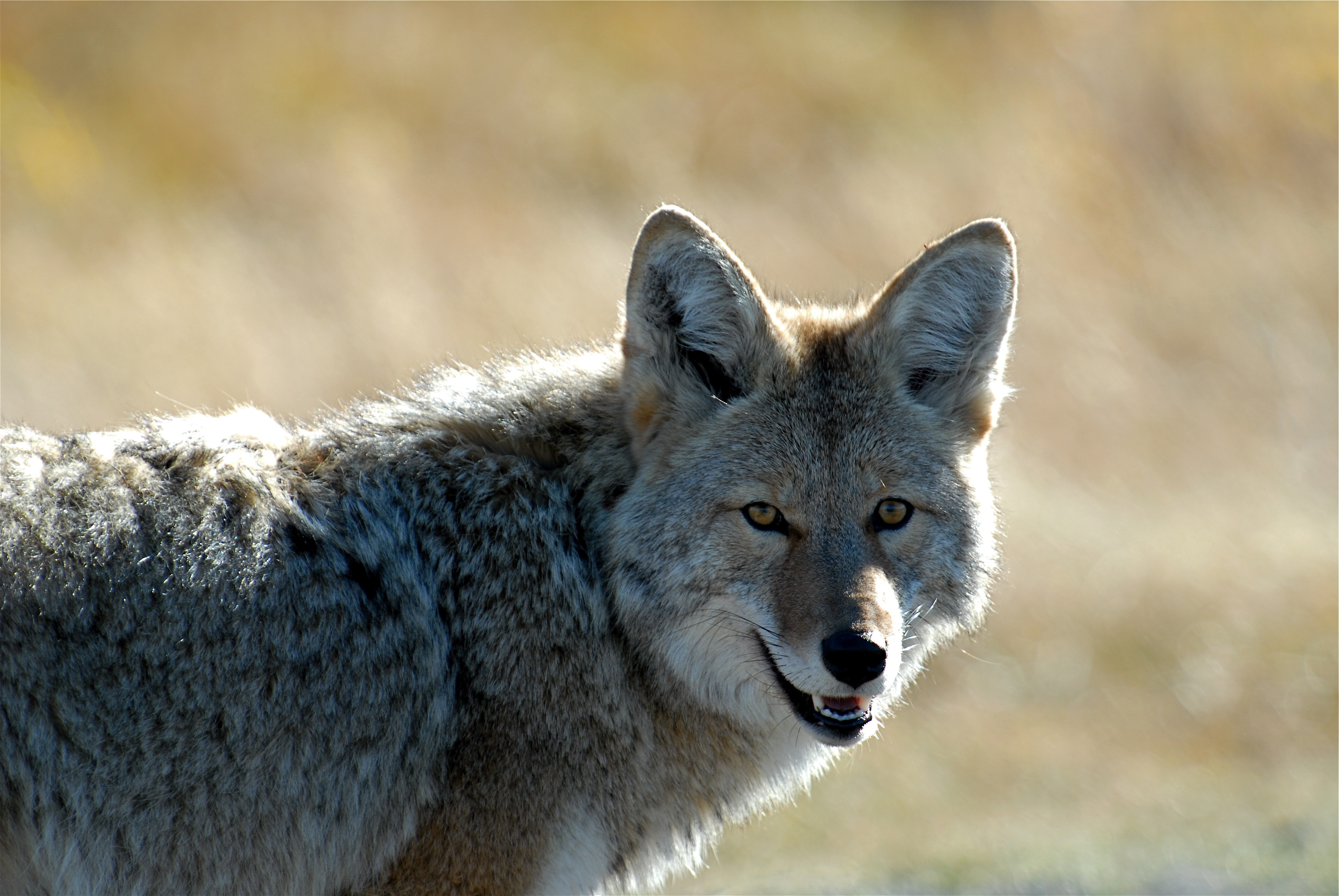 132312 descargar fondo de pantalla coyote, animales, bozal, depredador, animal: protectores de pantalla e imágenes gratis