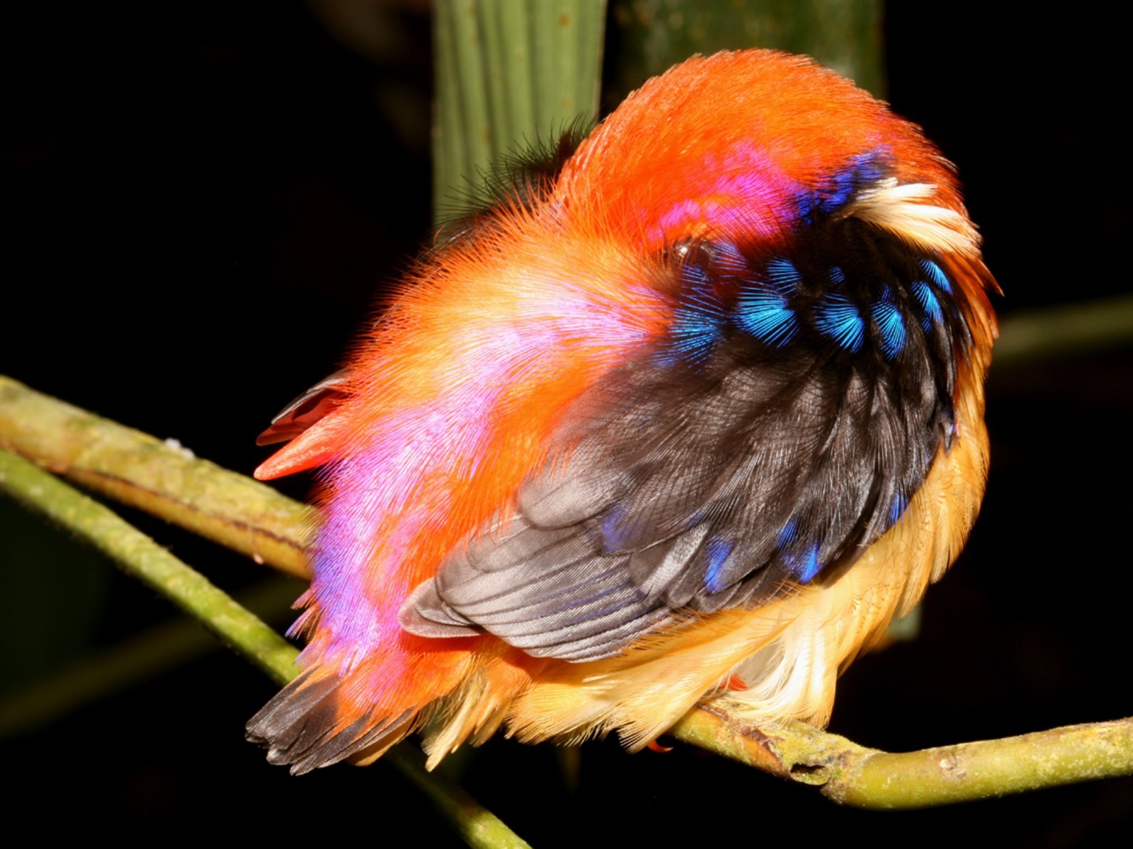Téléchargez des papiers peints mobile Coloré, Couleur Orange), Oiseau, Des Oiseaux, Animaux gratuitement.