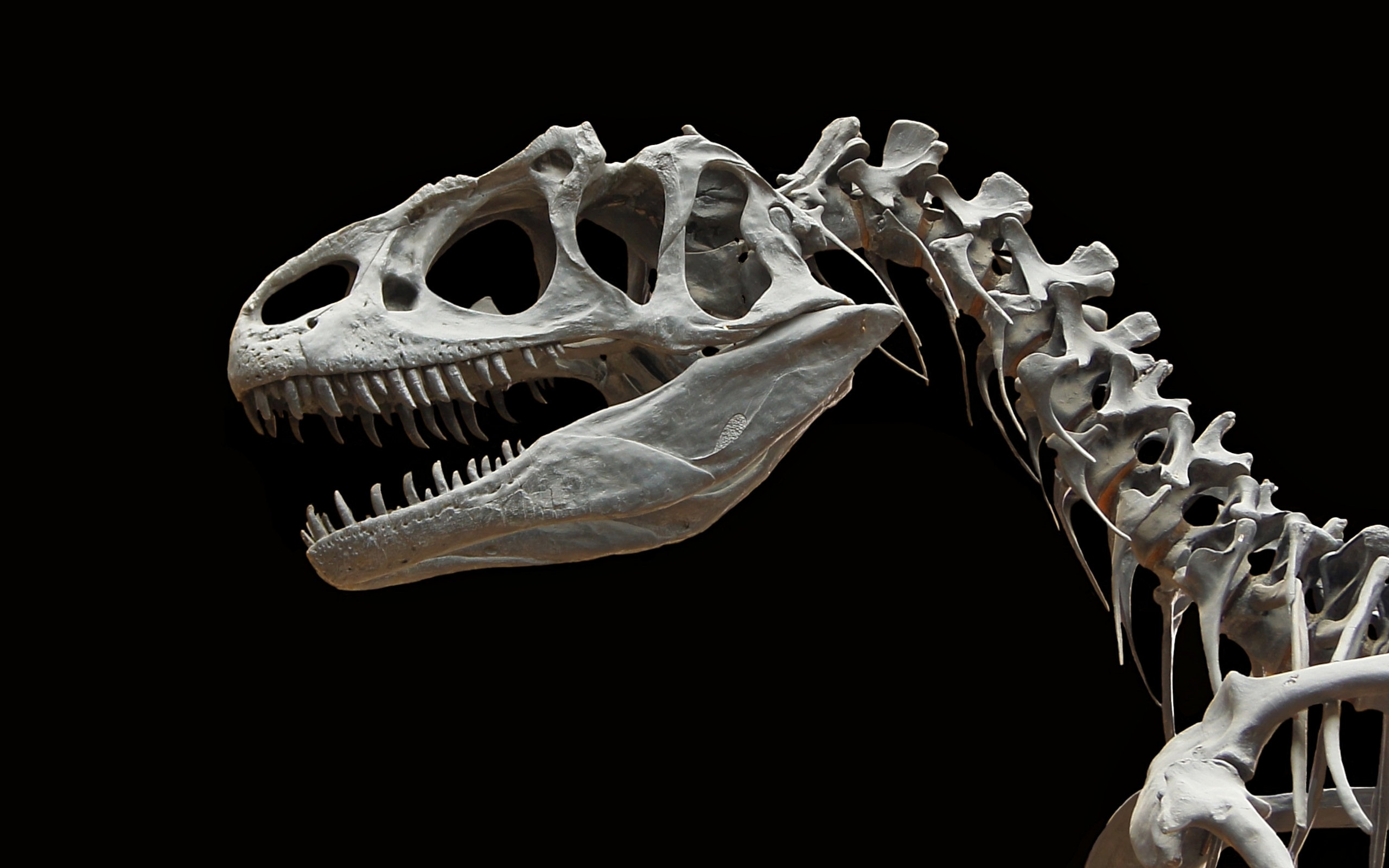 265151 descargar fondo de pantalla dinosaurios, animales, dinosaurio, huesos, extinguido, fósil, antiguo: protectores de pantalla e imágenes gratis