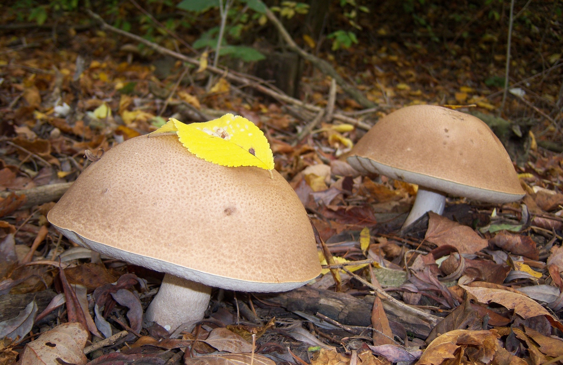 Téléchargez des papiers peints mobile Champignon, Terre/nature gratuitement.