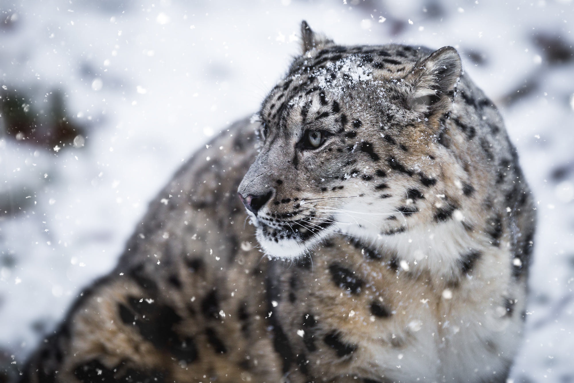 Laden Sie das Tiere, Katzen, Schneeleopard, Schnee, Schnauze-Bild kostenlos auf Ihren PC-Desktop herunter